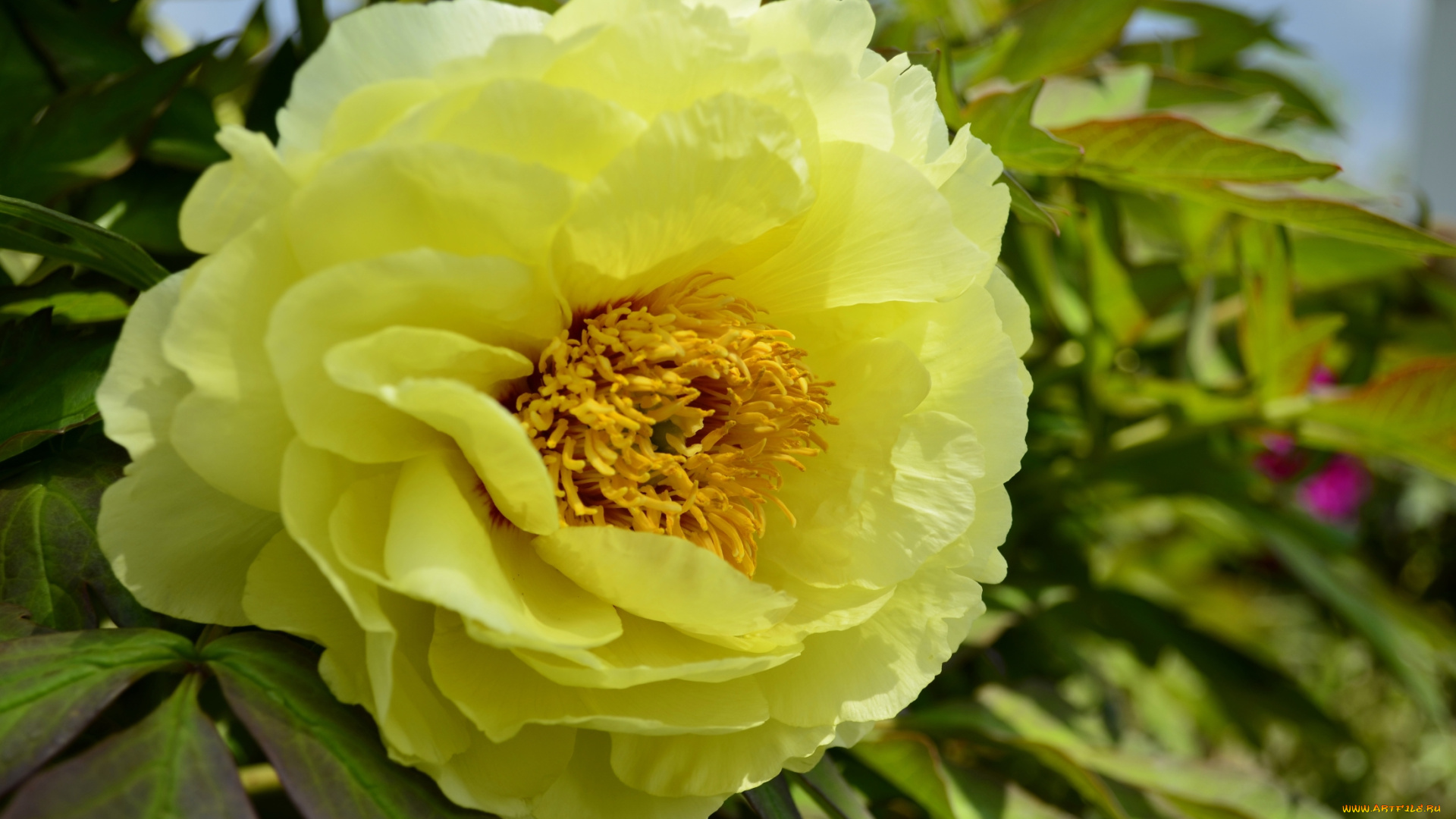 цветы, пионы, желтый, пион