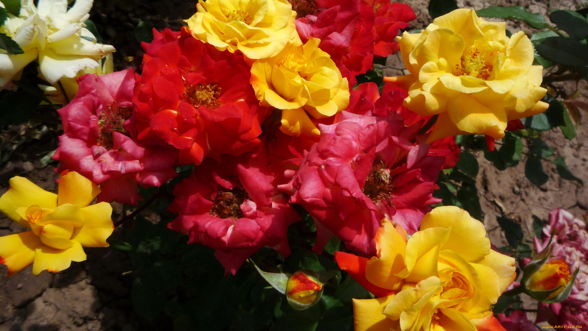 цветы, розы, чайные, куст