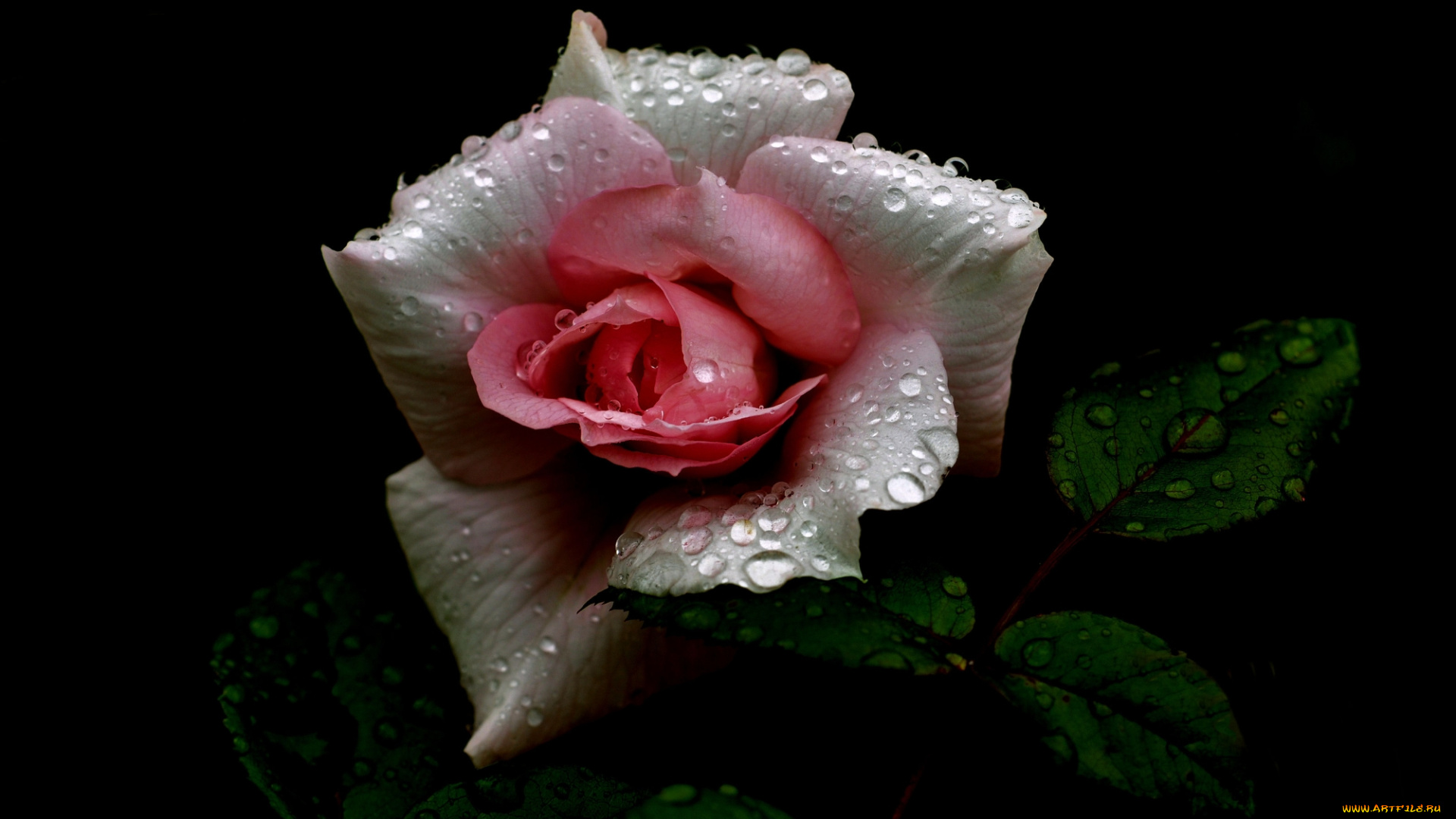 цветы, розы, розовая, светло, роза