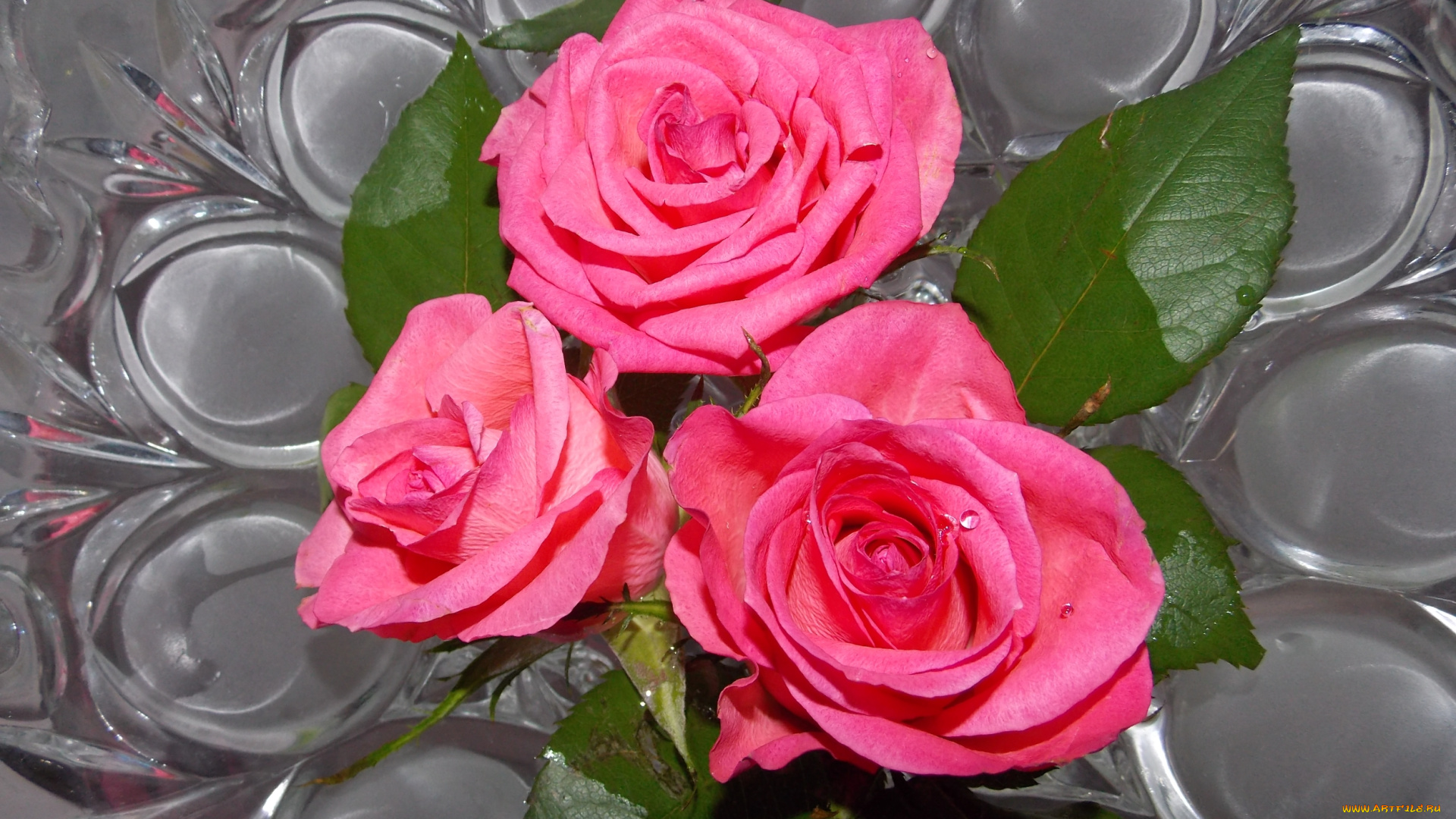 цветы, розы, розовые