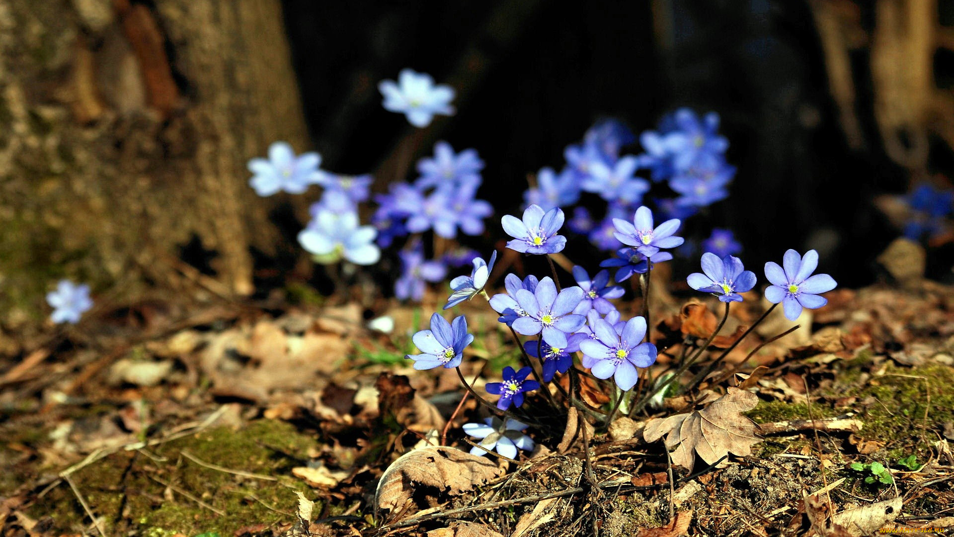 цветы, ветреницы, , печёночницы, первоцветы