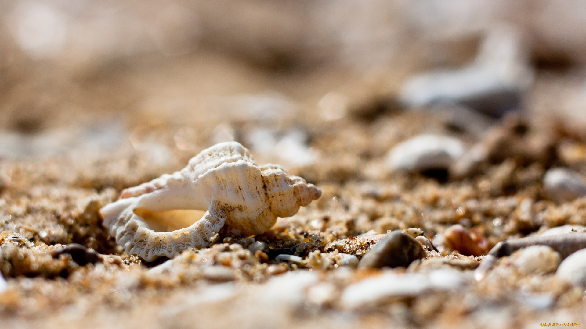 разное, ракушки, , кораллы, , декоративные, и, spa-камни, ракушка, макро, камешки, песок