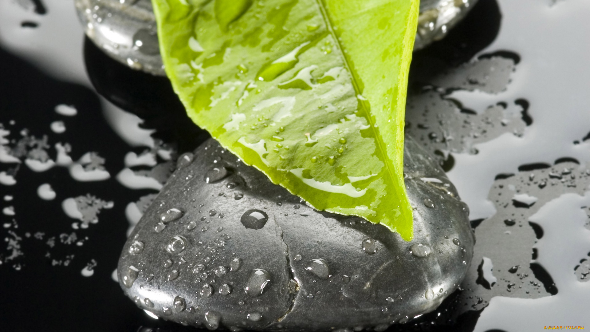 разное, ракушки, , кораллы, , декоративные, и, spa-камни, камень, листок