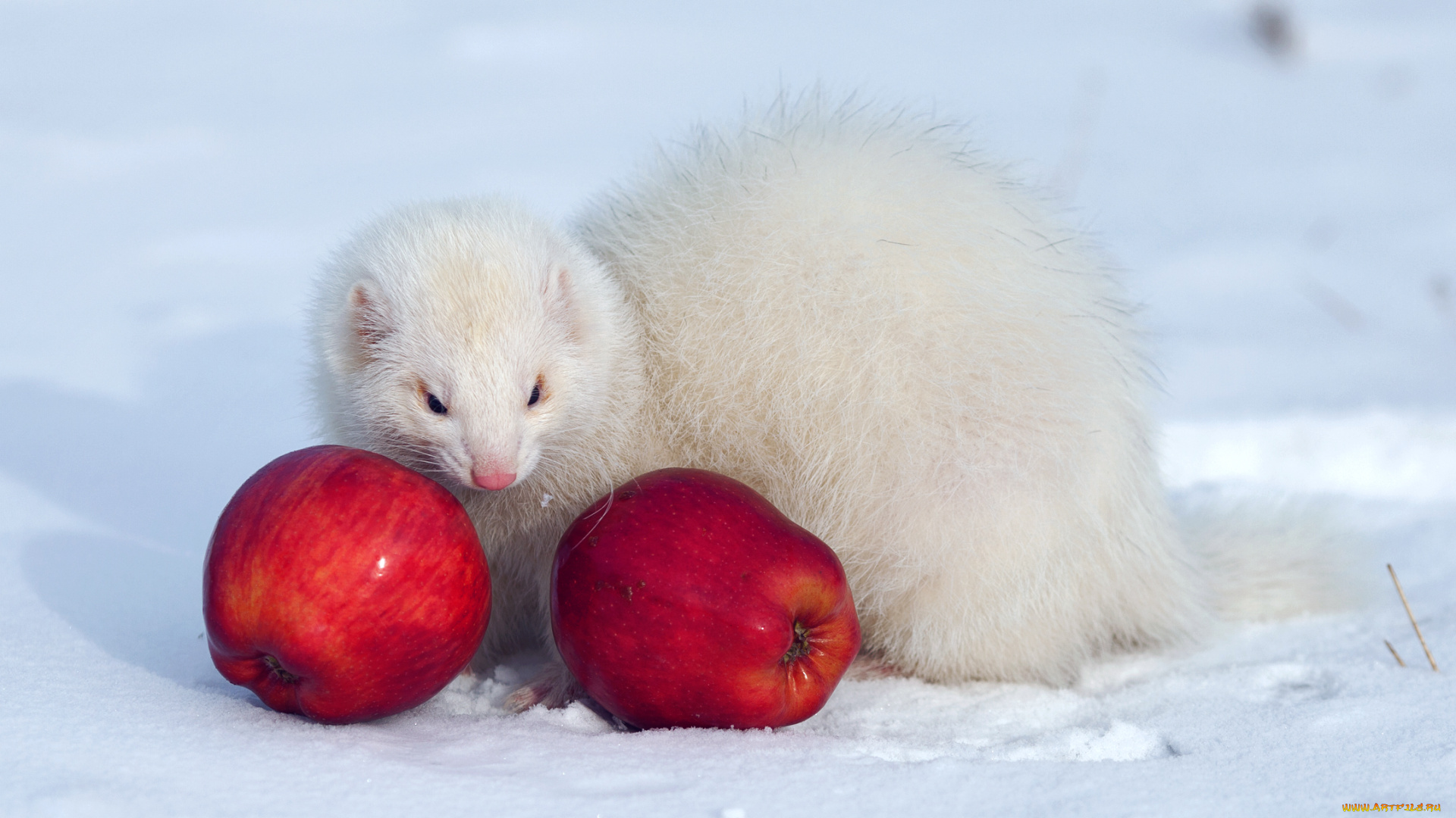 животные, хорьки, , куницы, , горностаи, , ласки, , соболи, белый, снег, яблоки