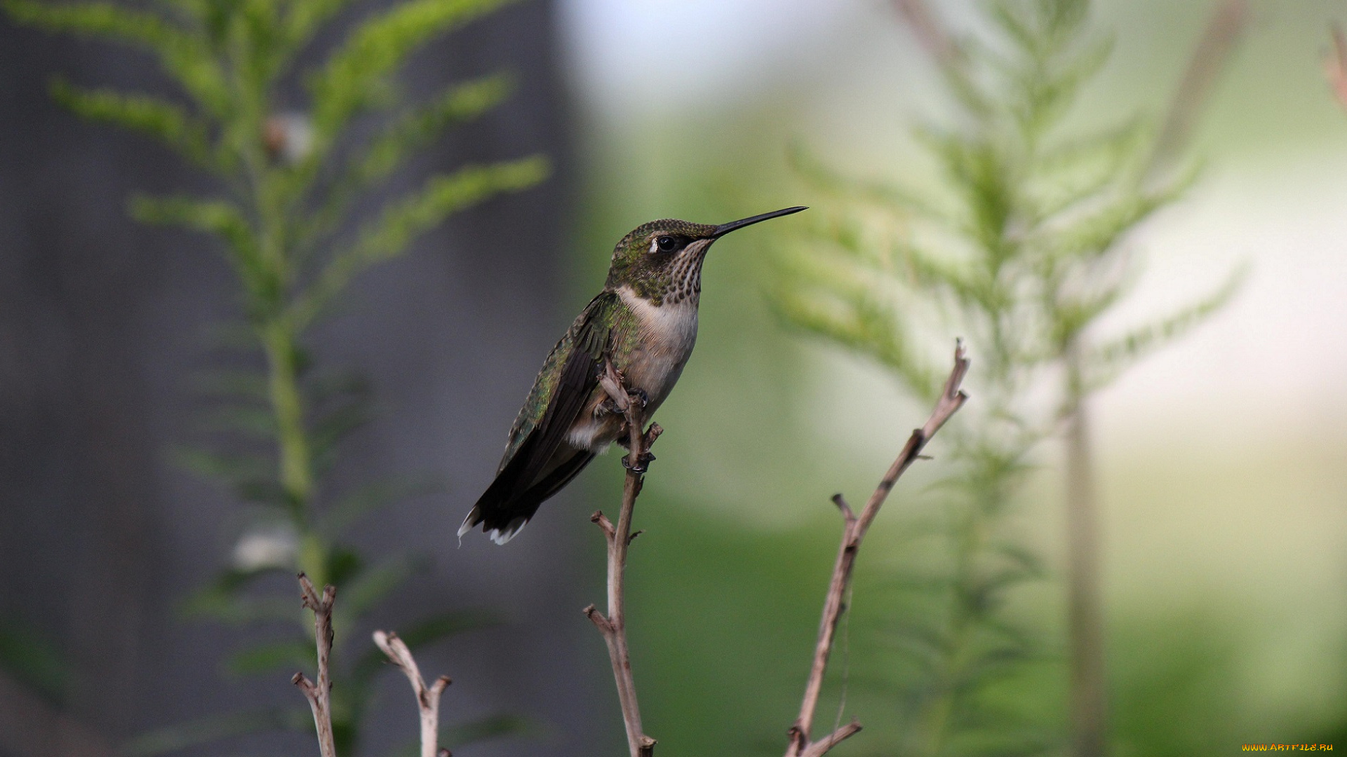 животные, колибри, птица, трава