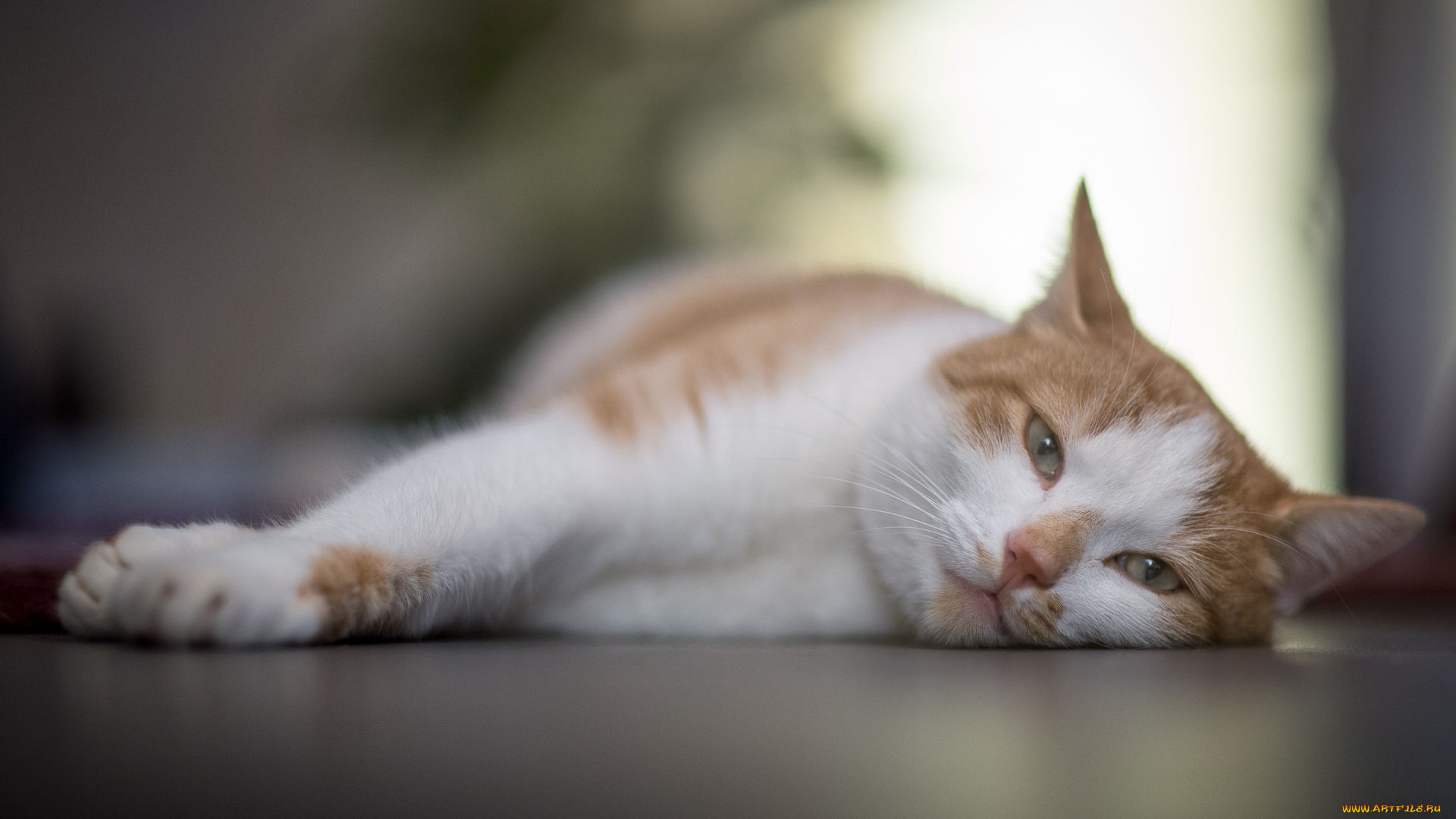 животные, коты, кошка, морда, лапы, лежит, отдых