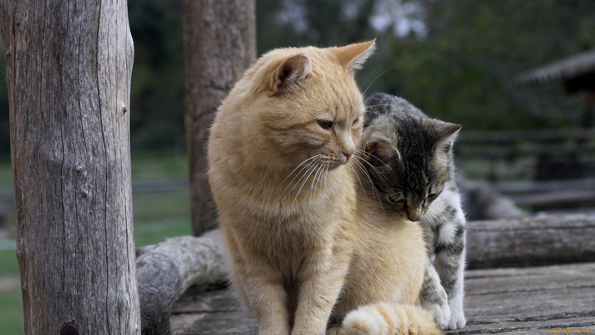 животные, коты, котики, друзья, двое