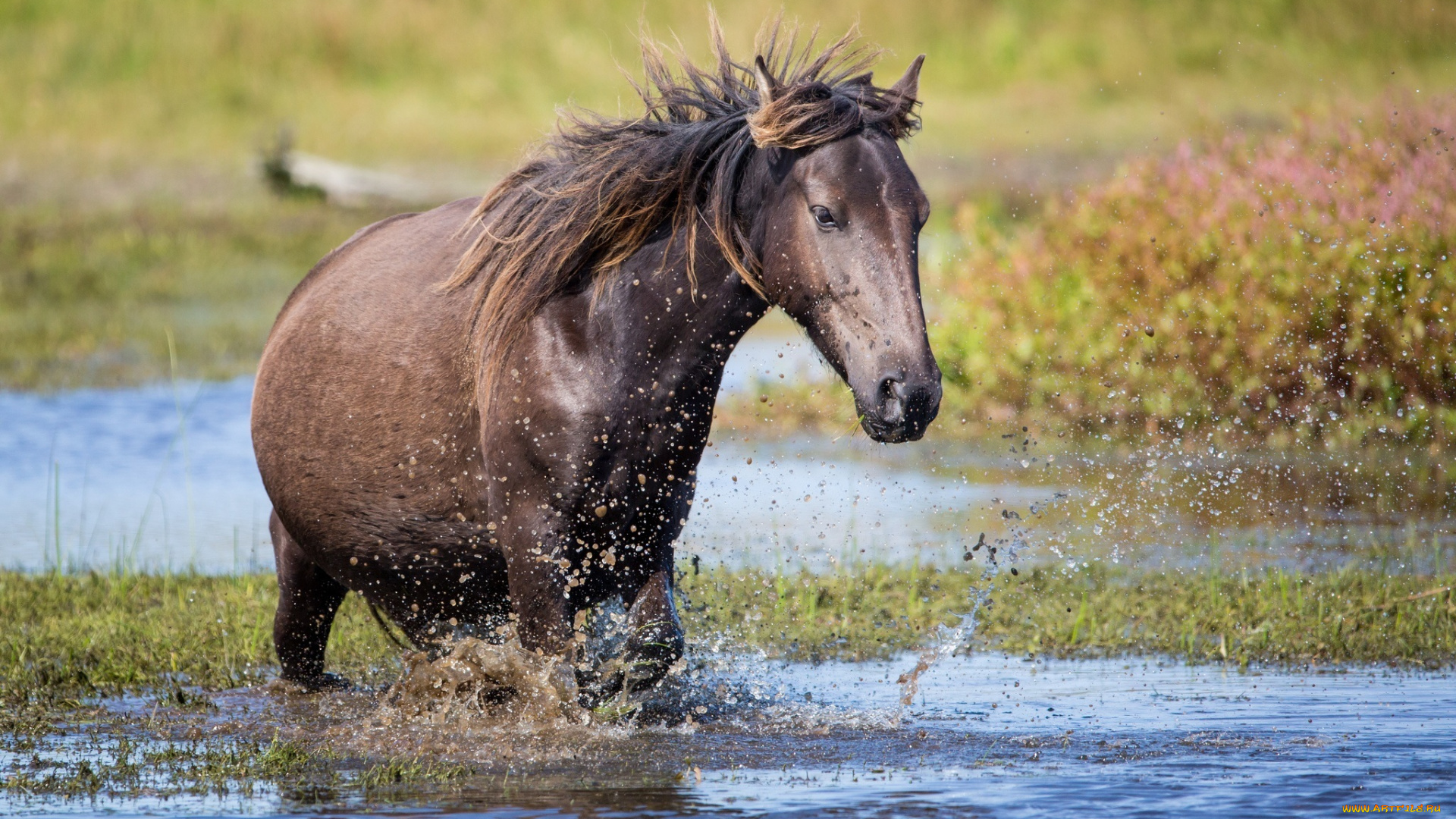 животные, лошади, брызги, вода, грива