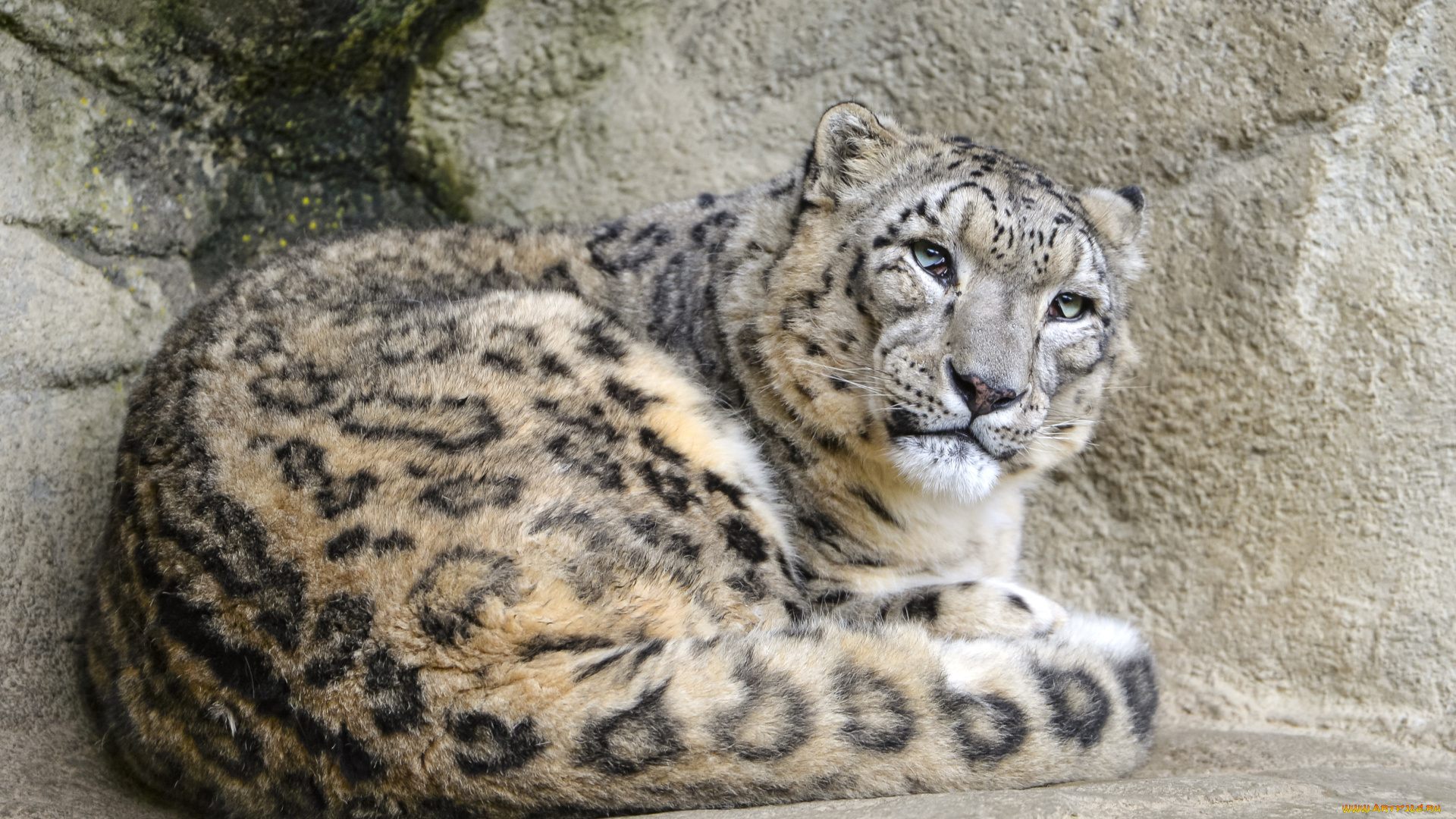 животные, снежный, барс, , ирбис