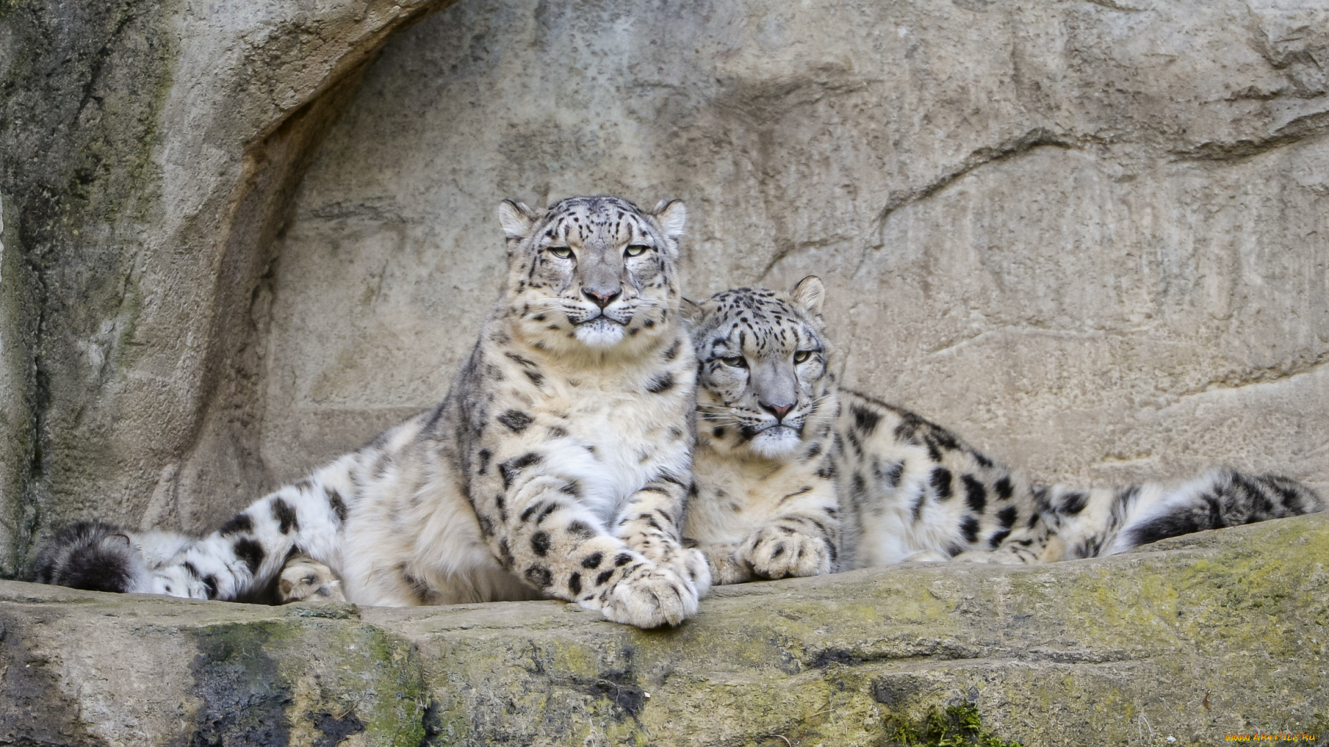 животные, снежный, барс, , ирбис, парочка