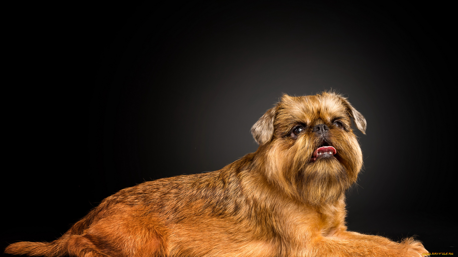 животные, собаки, бельгийский, гриффон, собака, рыжий