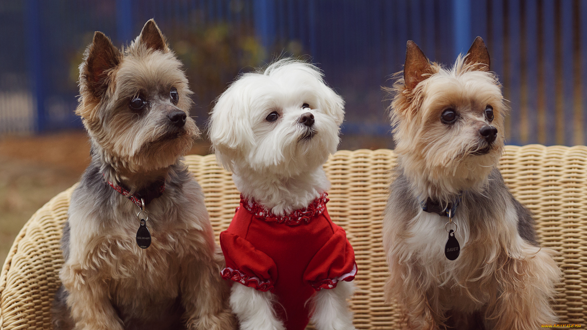 животные, собаки, красота