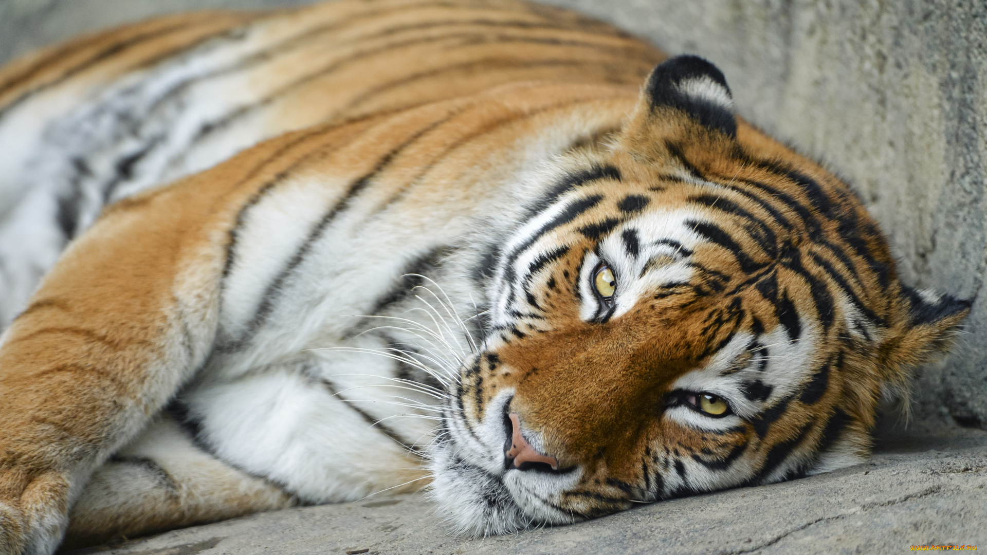 животные, тигры, хищник