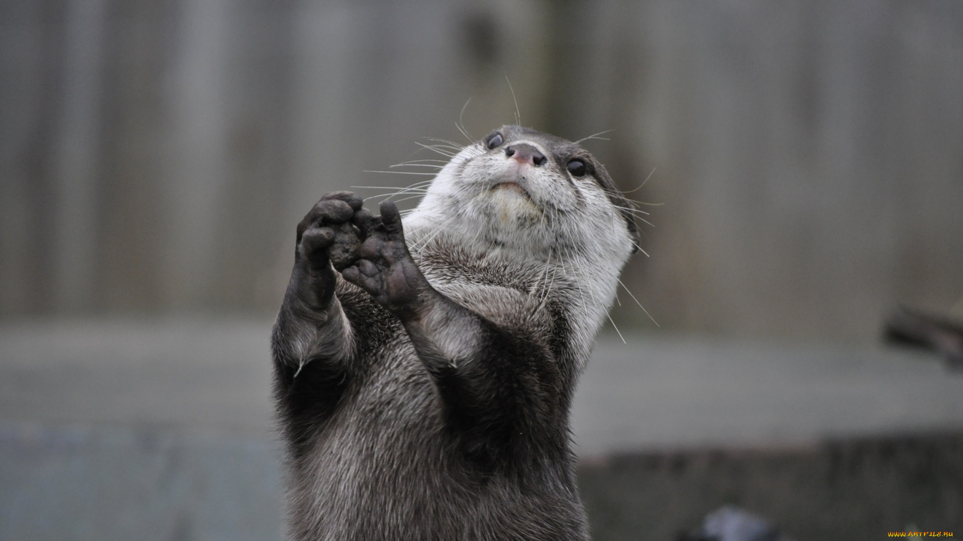 животные, выдры, , каланы, , ондатры, зверёк, стойка, мордочка, лапки, мокрый, грызун