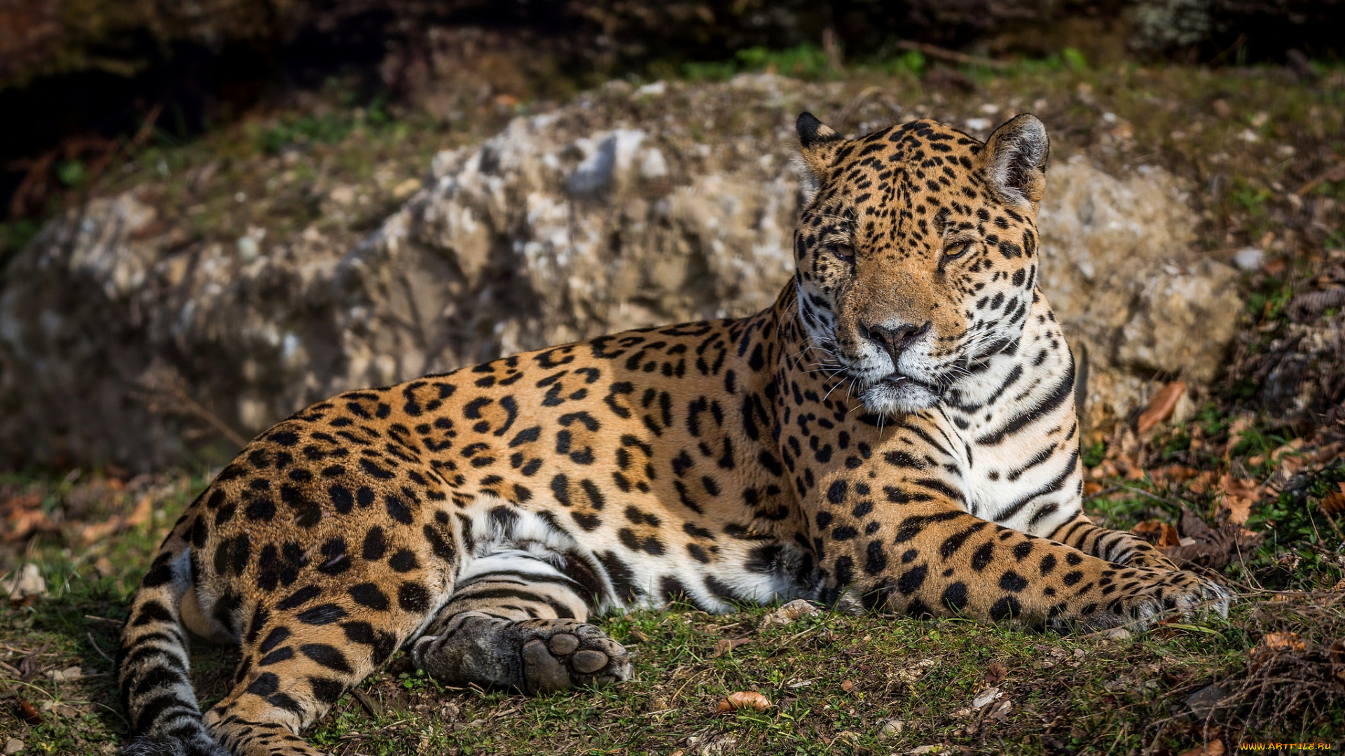 животные, Ягуары, кошка