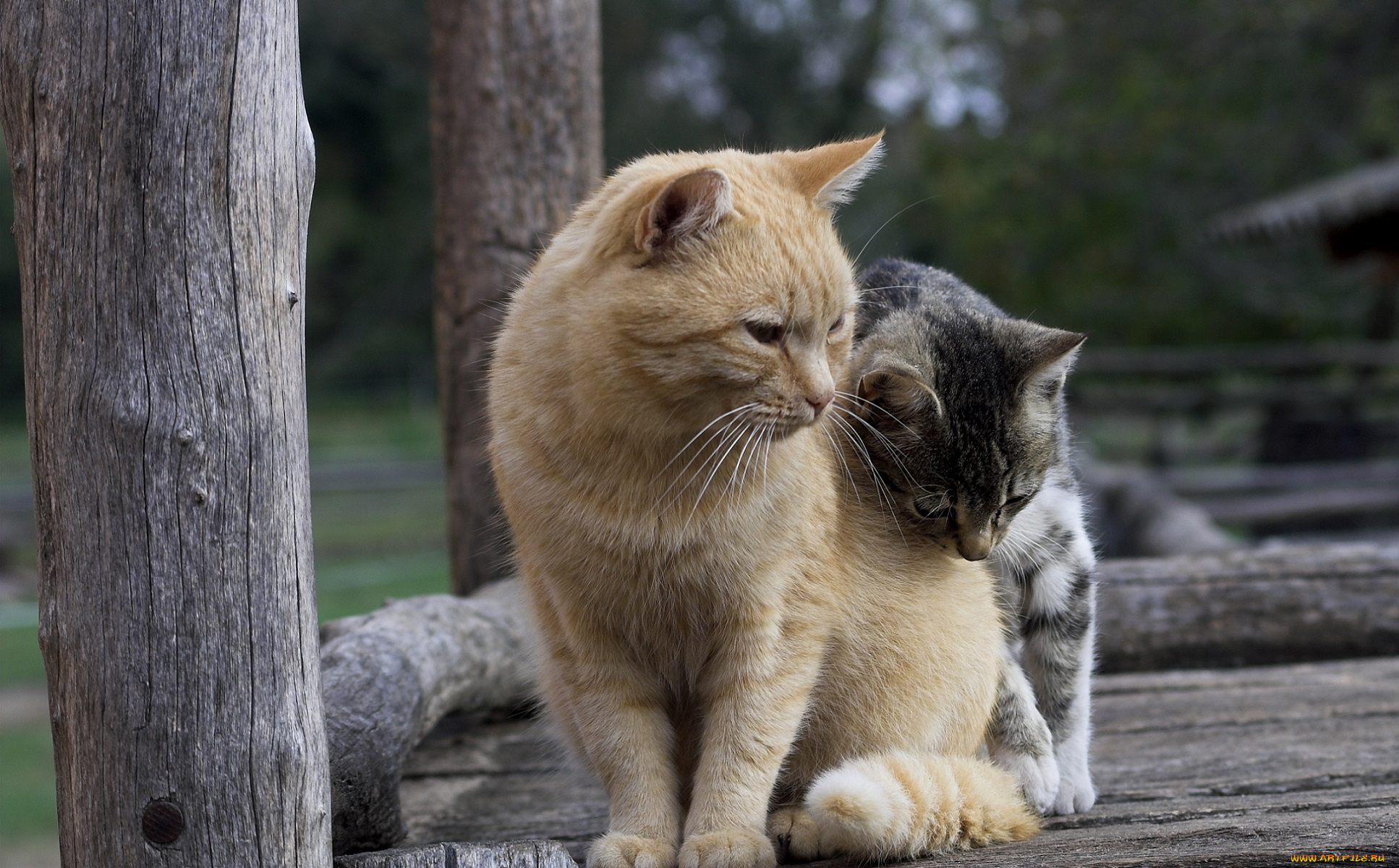 животные, коты, котики, друзья, двое