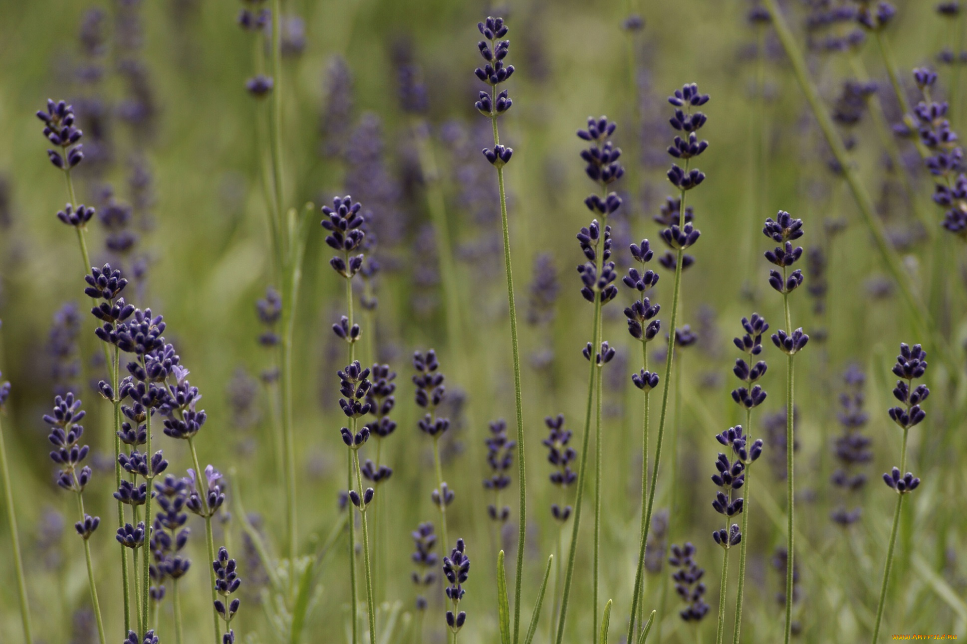 цветы, лаванда, луг, мелкие, фиолетовые, трава