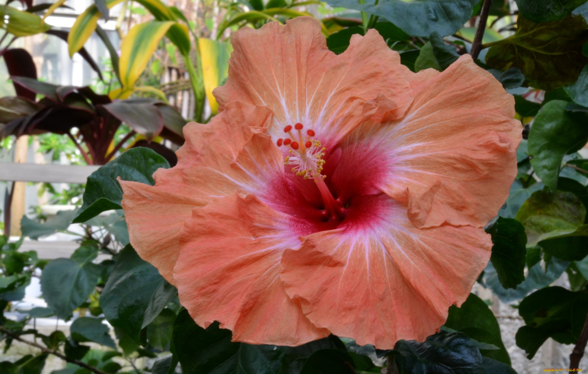 цветы, гибискусы, розовый, гибискус