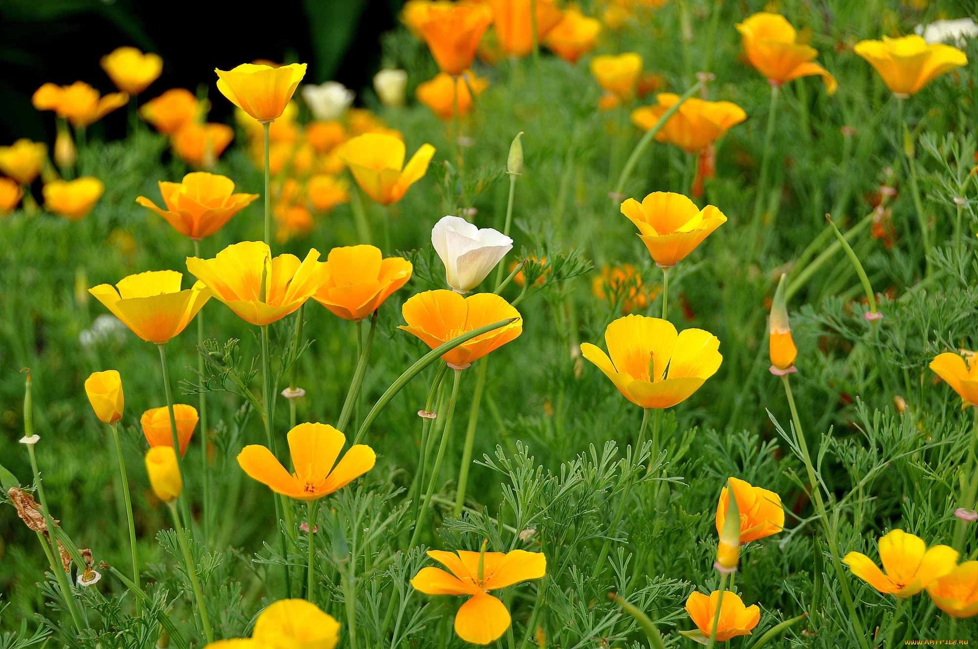 цветы, эшшольция, желтые