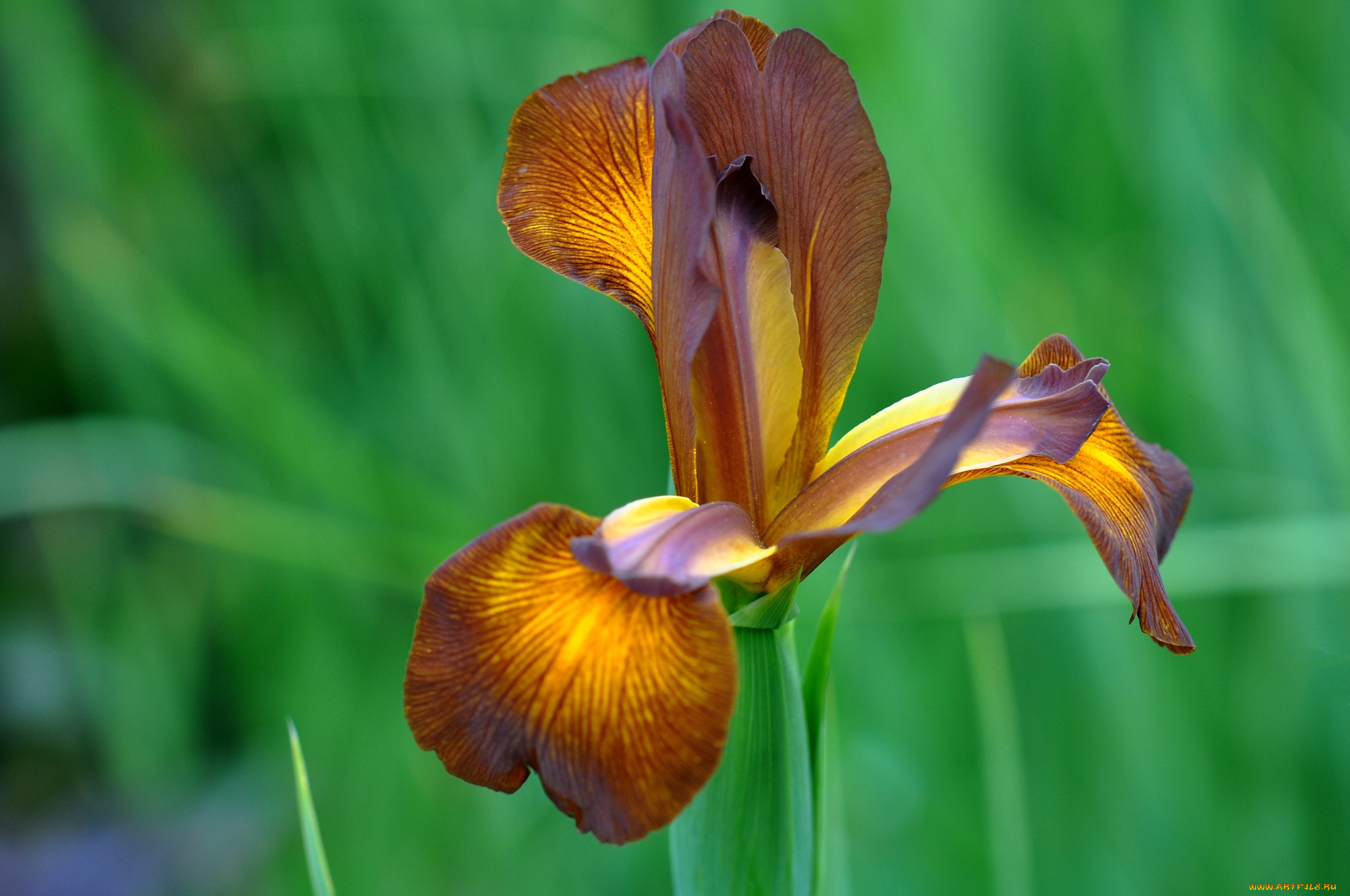 цветы, ирисы, коричневый, ирис