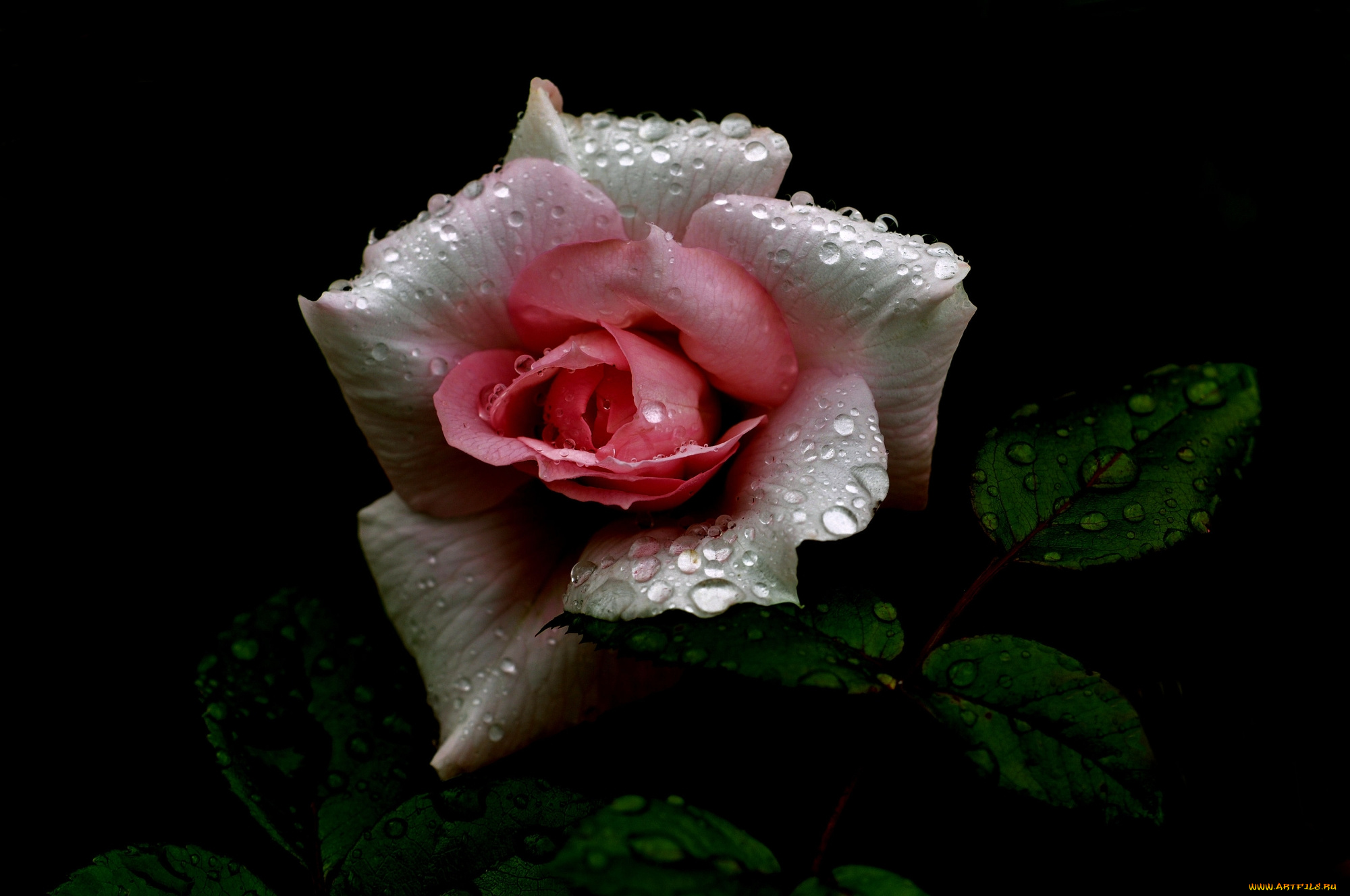 цветы, розы, розовая, светло, роза