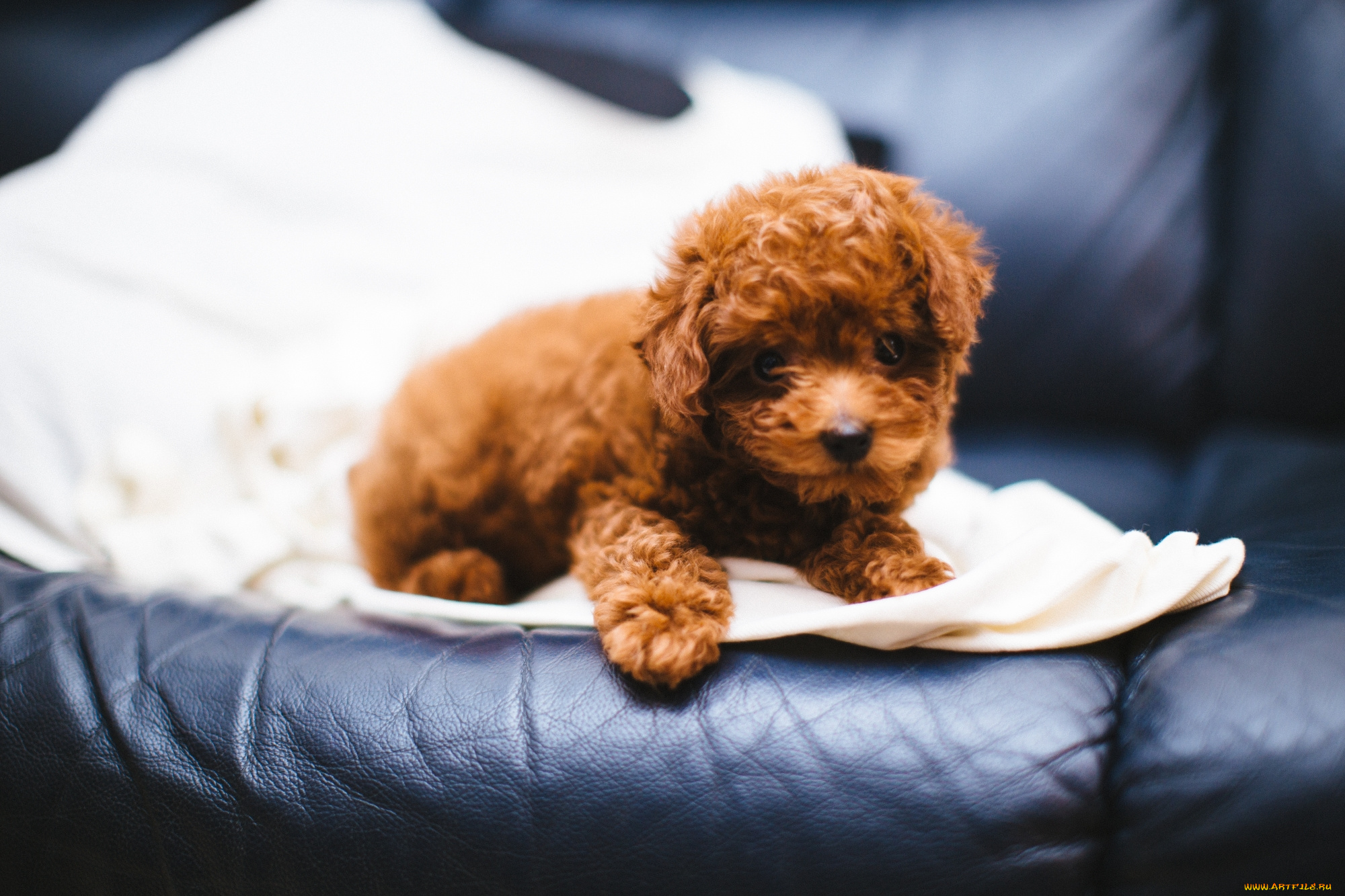 животные, собаки, милашка, собачка