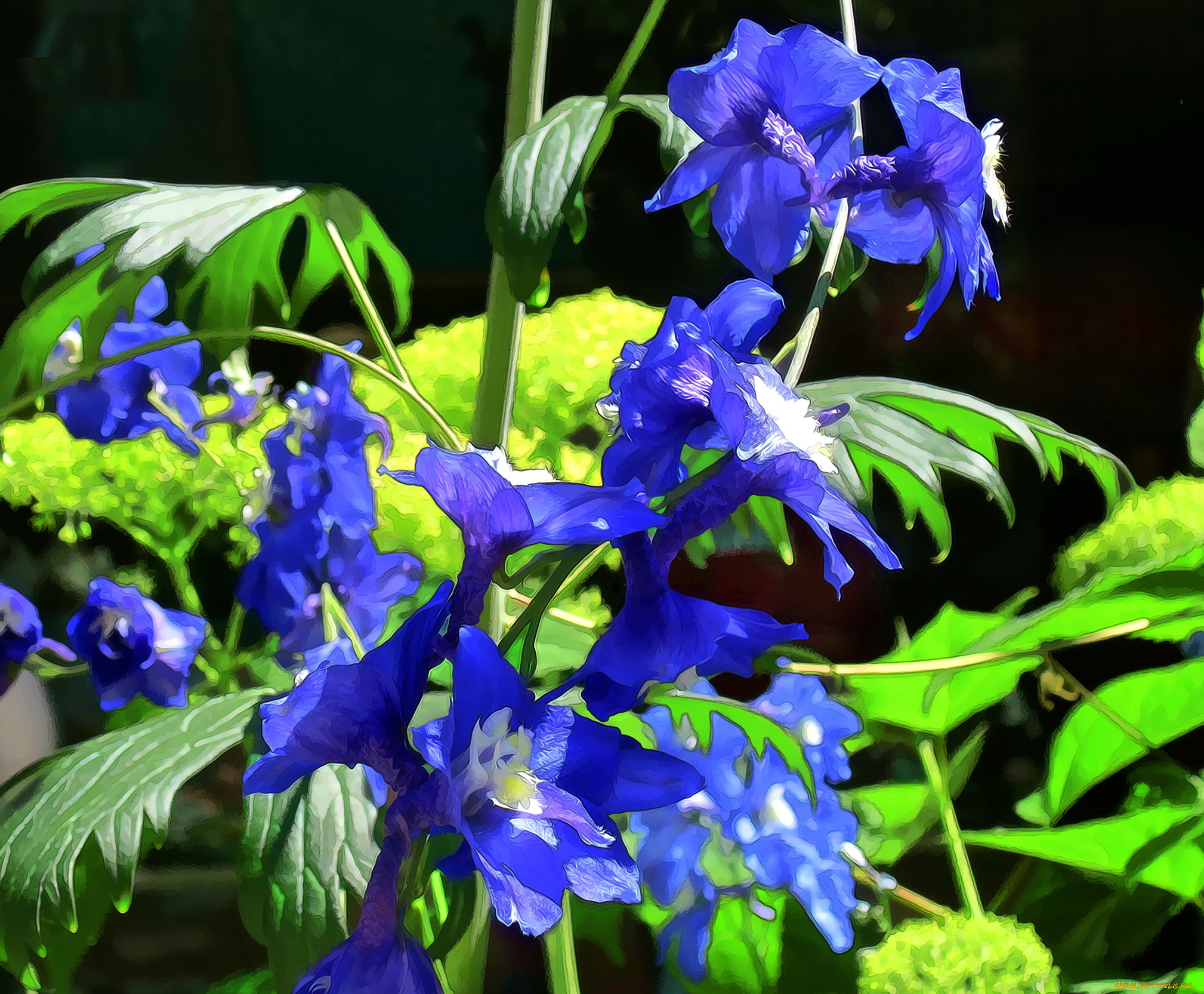 разное, компьютерный, дизайн, синии, цветы