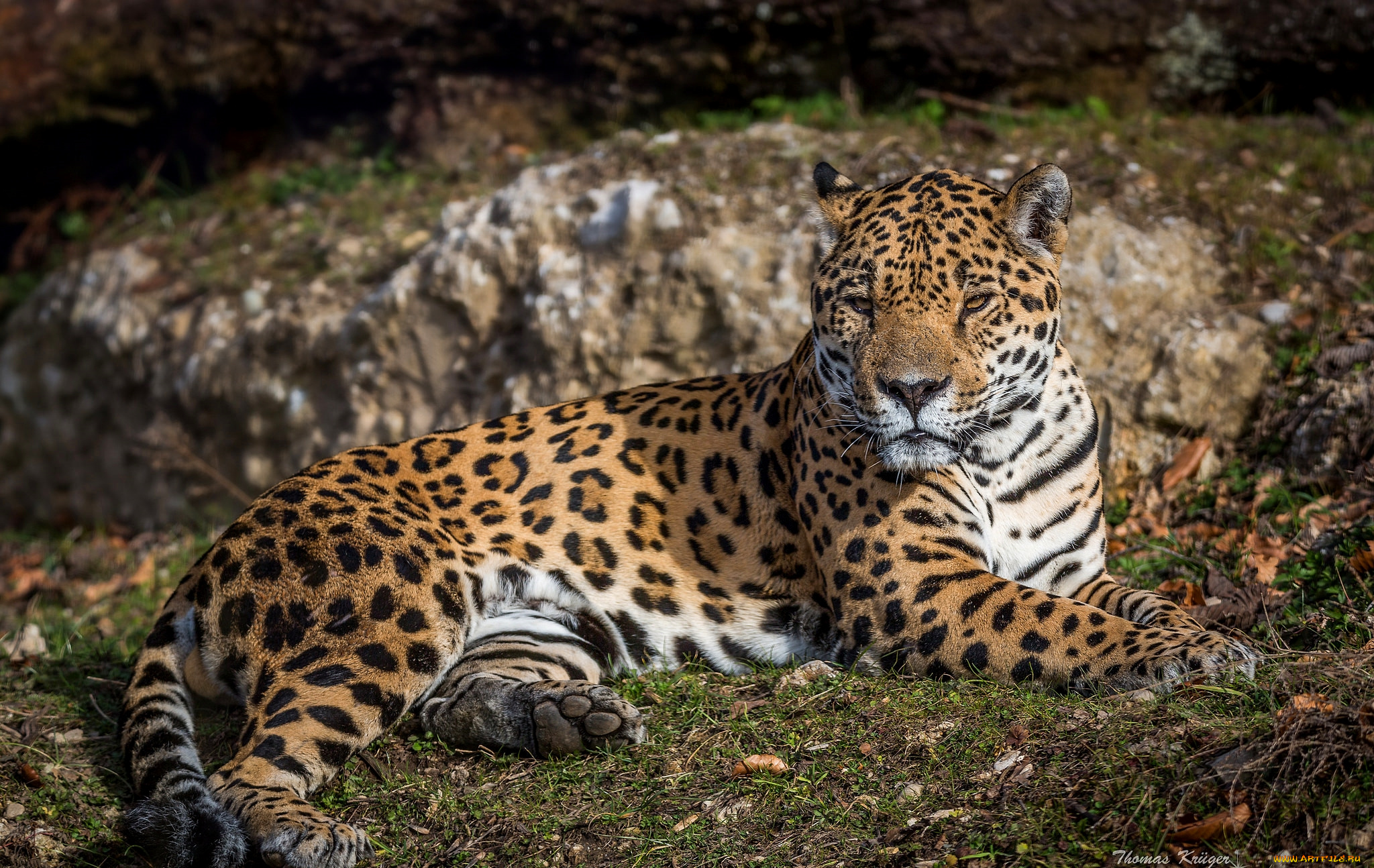 животные, Ягуары, кошка