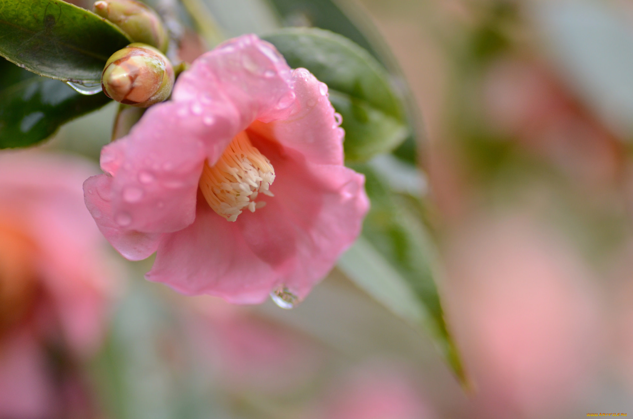 цветы, камелии, свежесть, утро