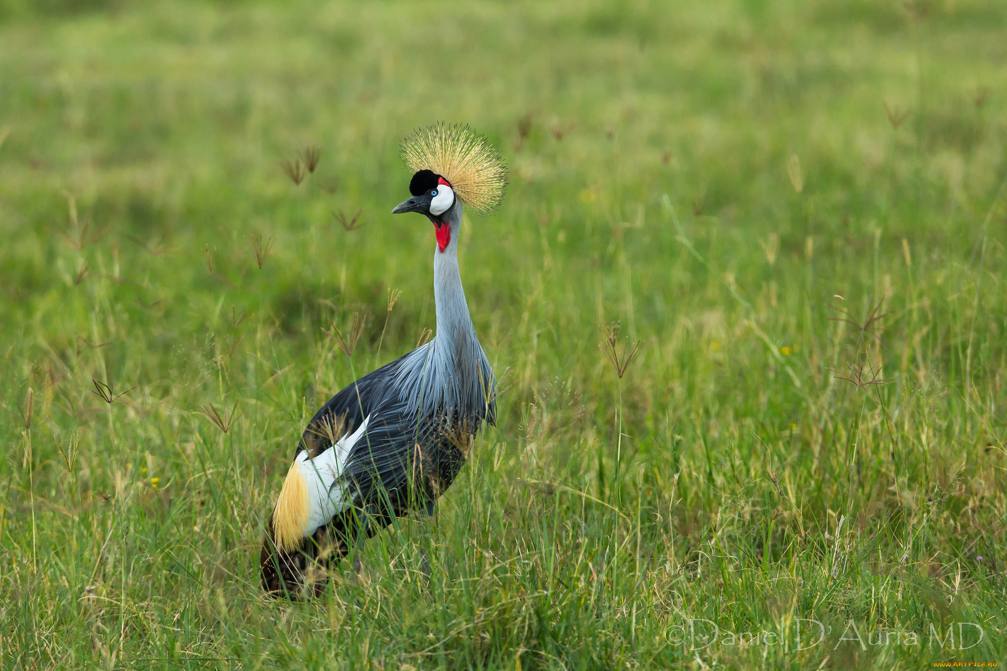 животные, журавли, хохолок