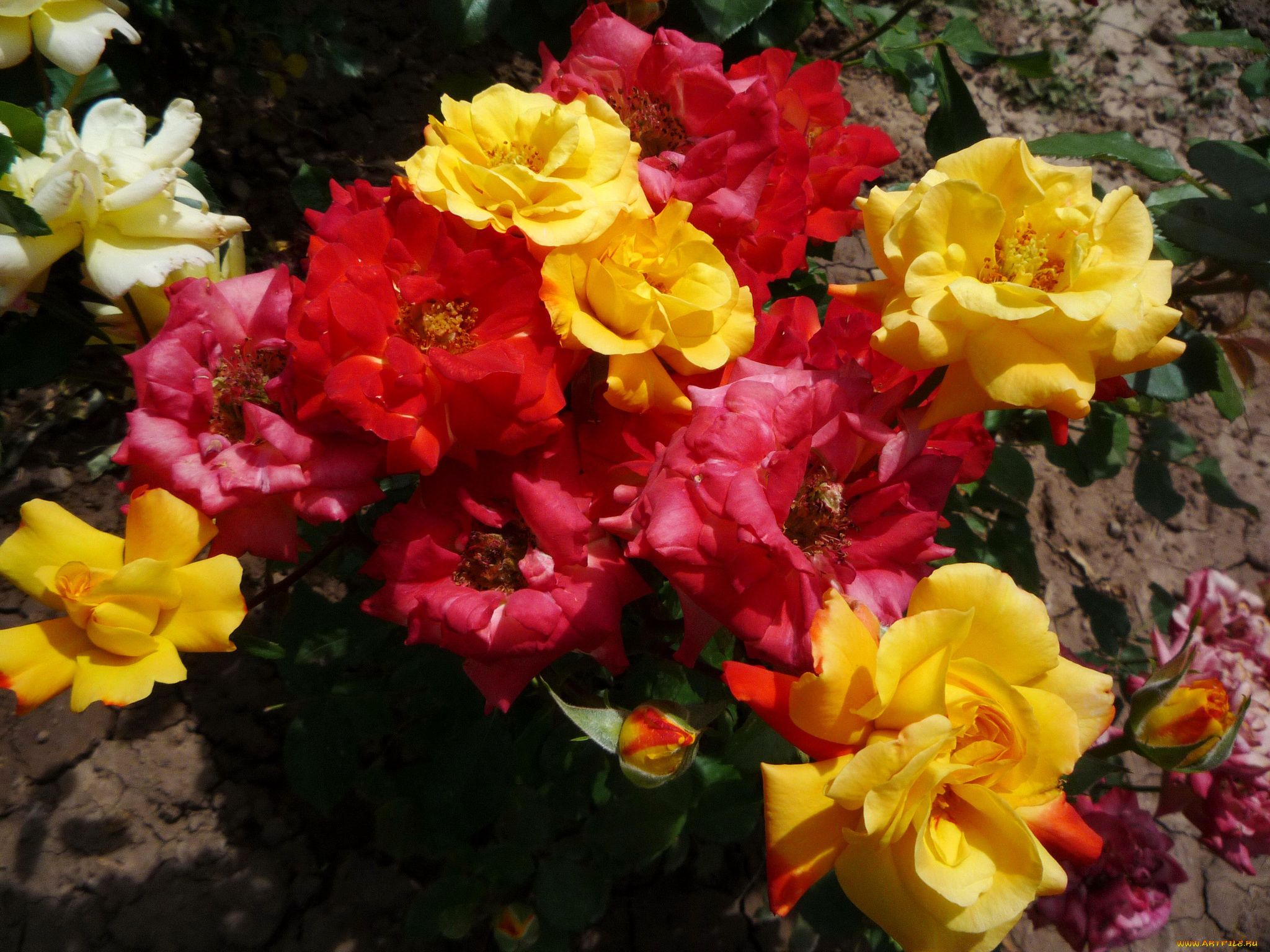 цветы, розы, чайные, куст