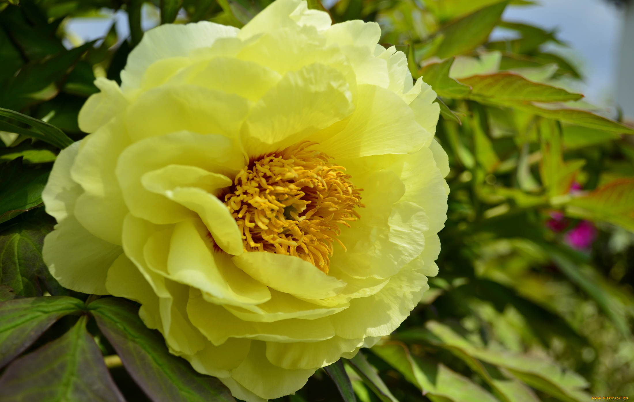 цветы, пионы, желтый, пион