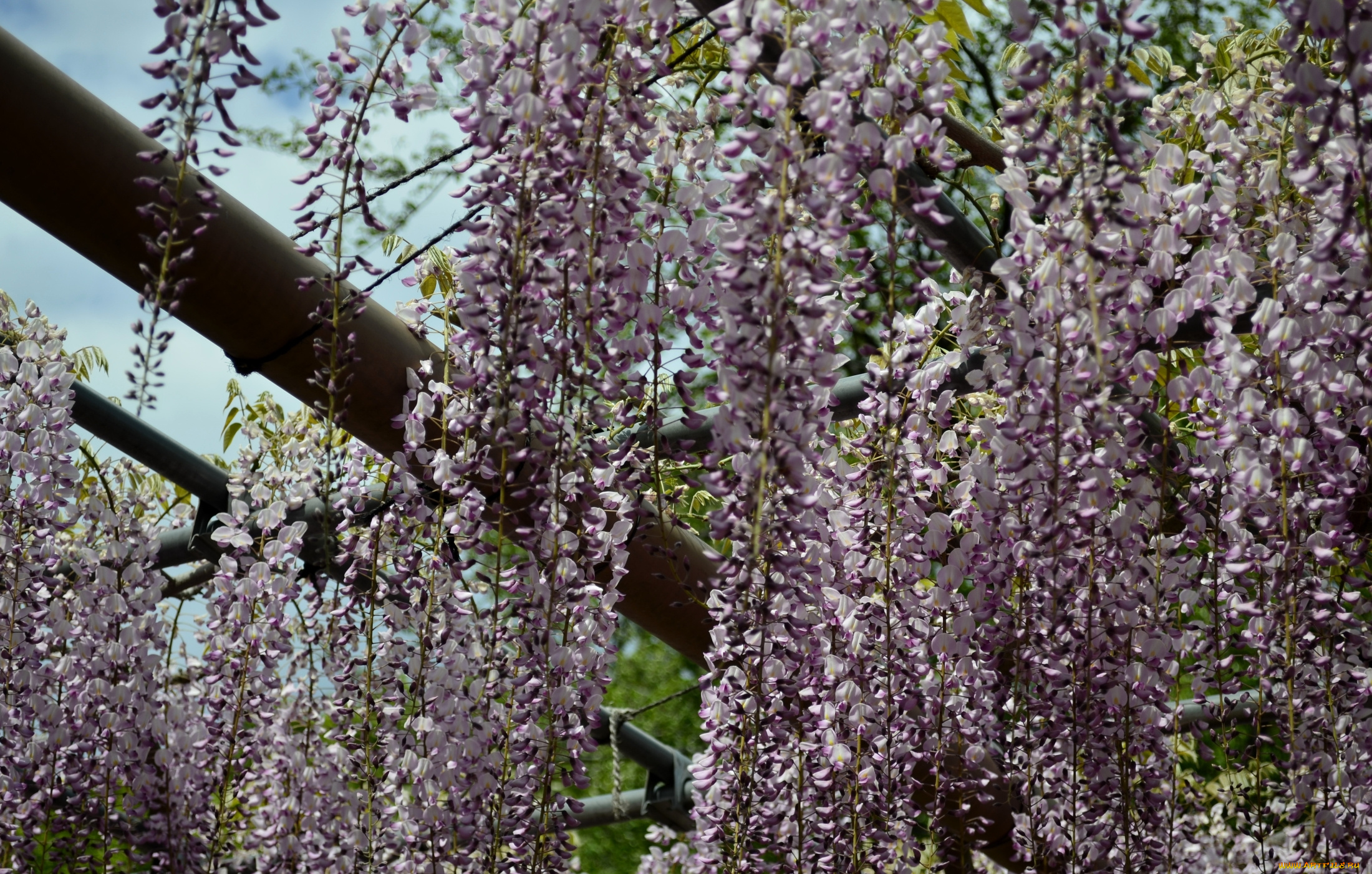 цветы, глициния, фуджи, кустарник