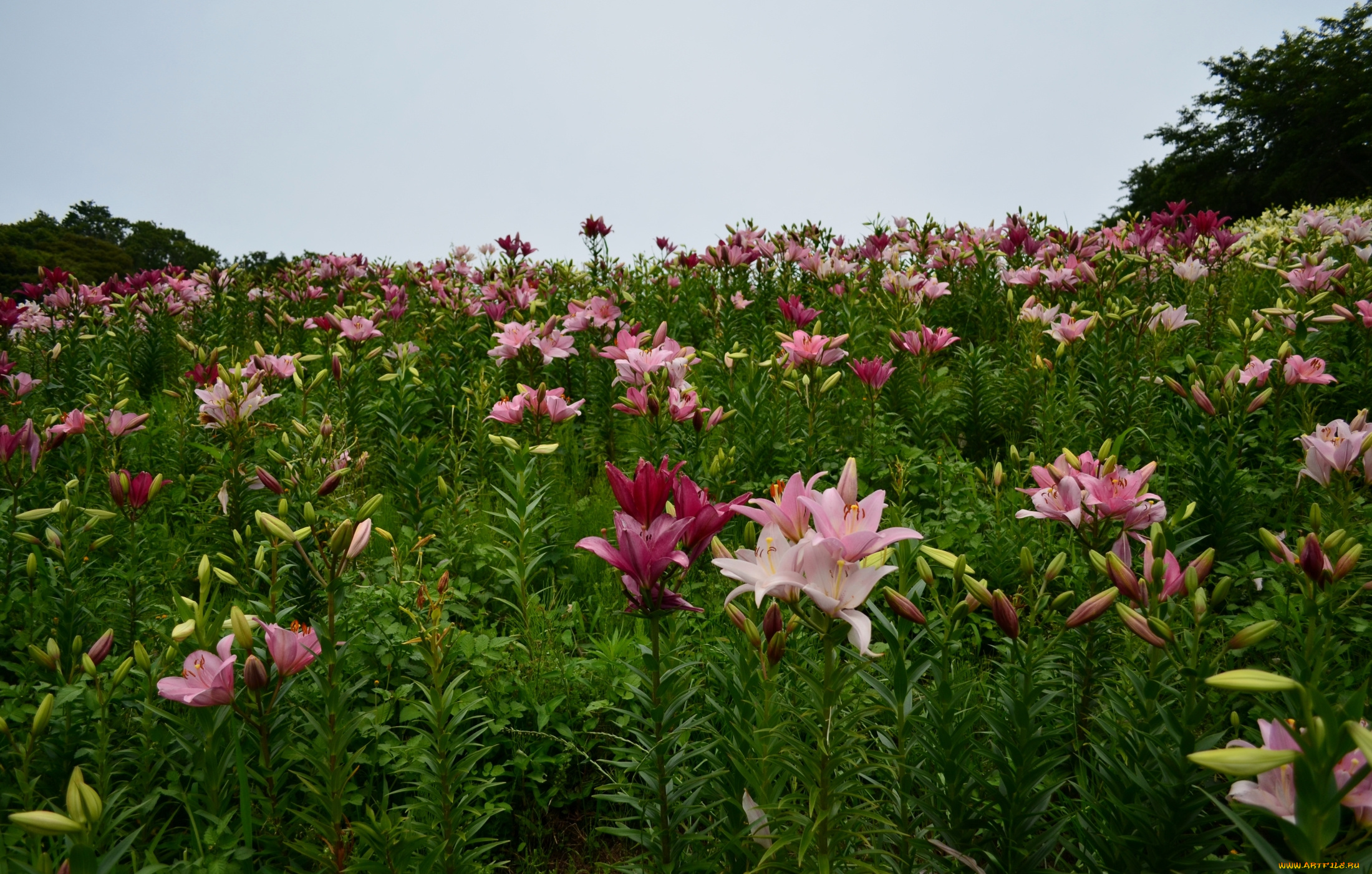 цветы, лилии, , лилейники, поле