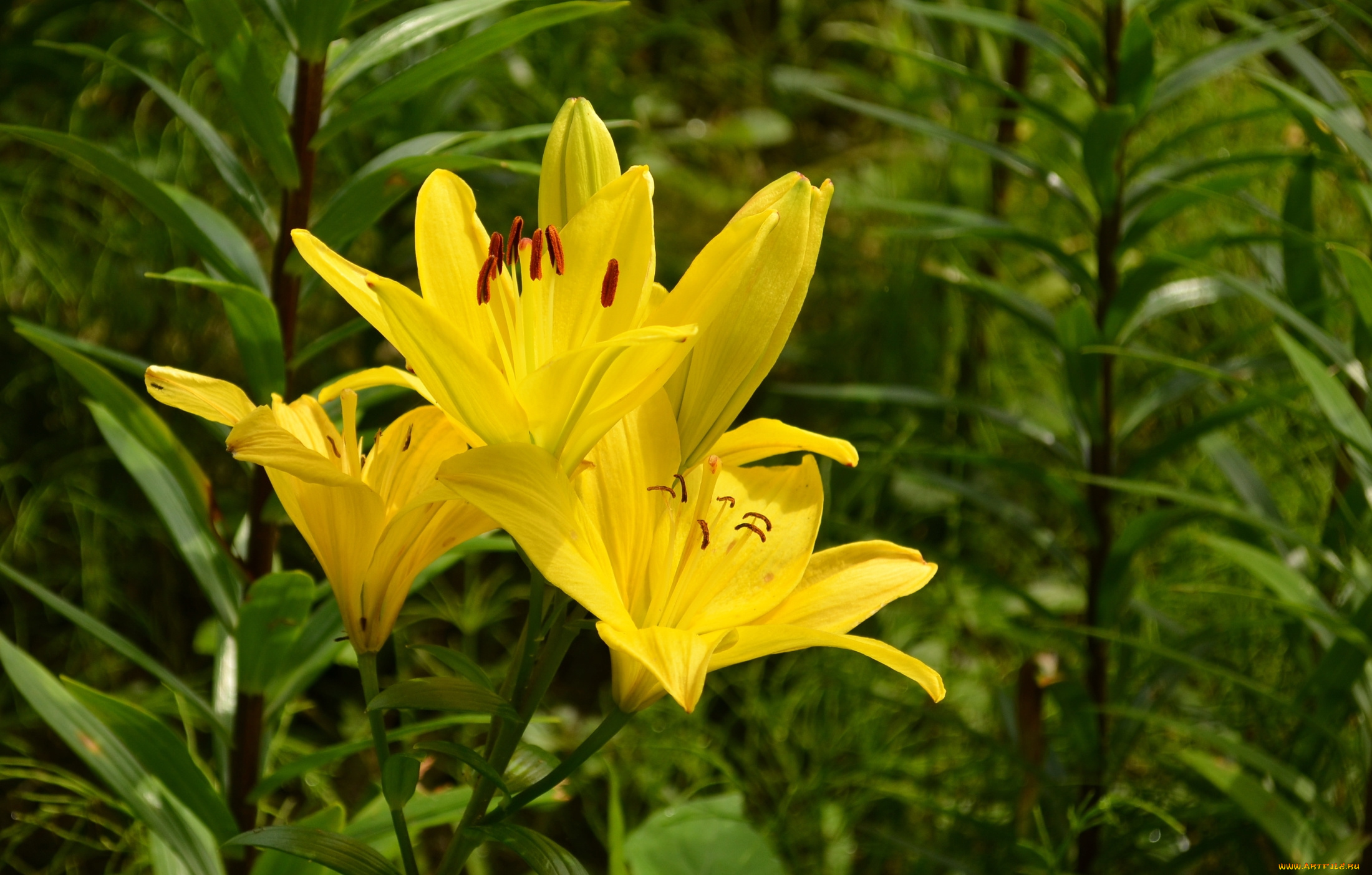 цветы, лилии, , лилейники, желтые