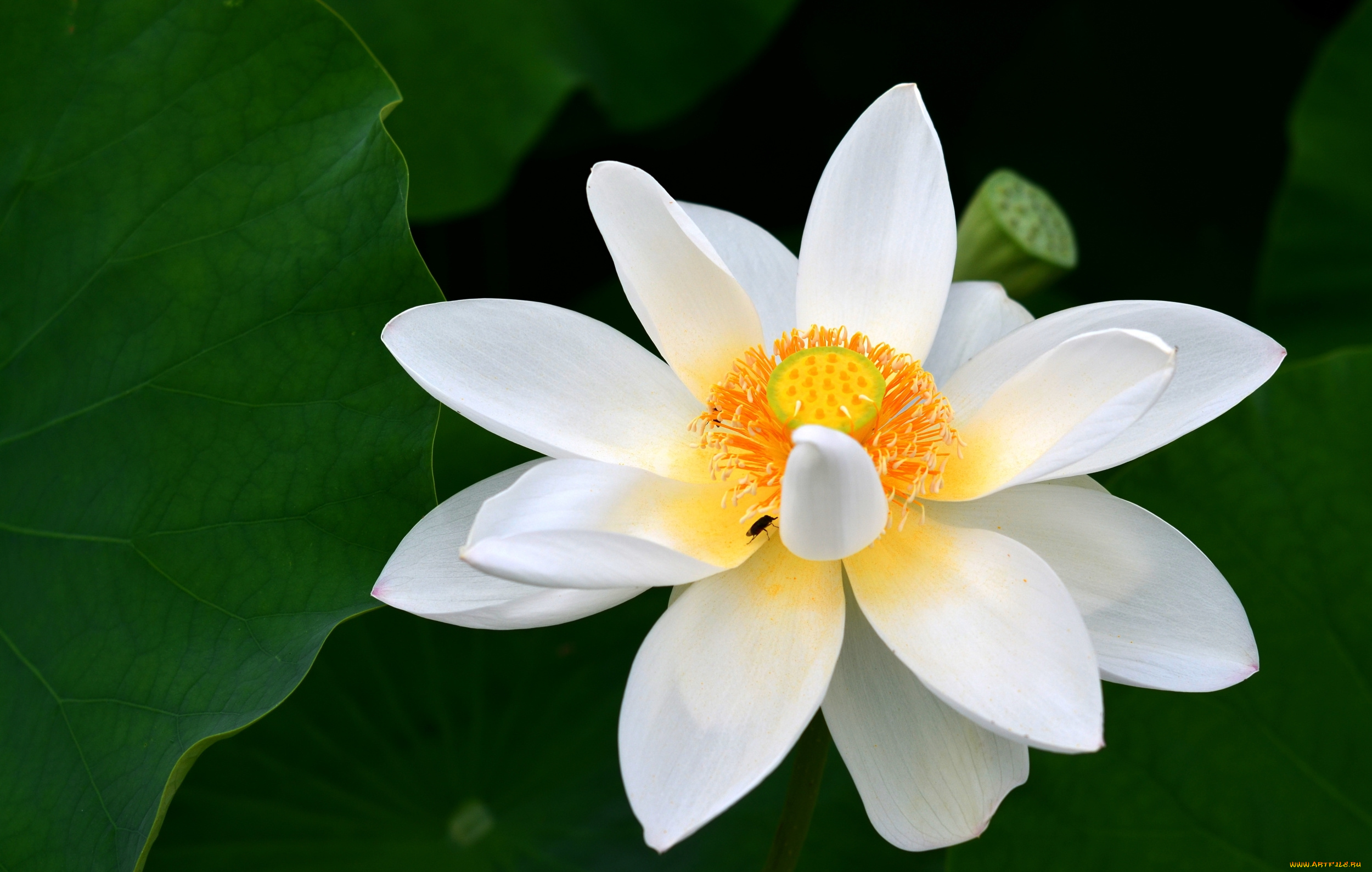 цветы, лотосы, листья, белый, лотос