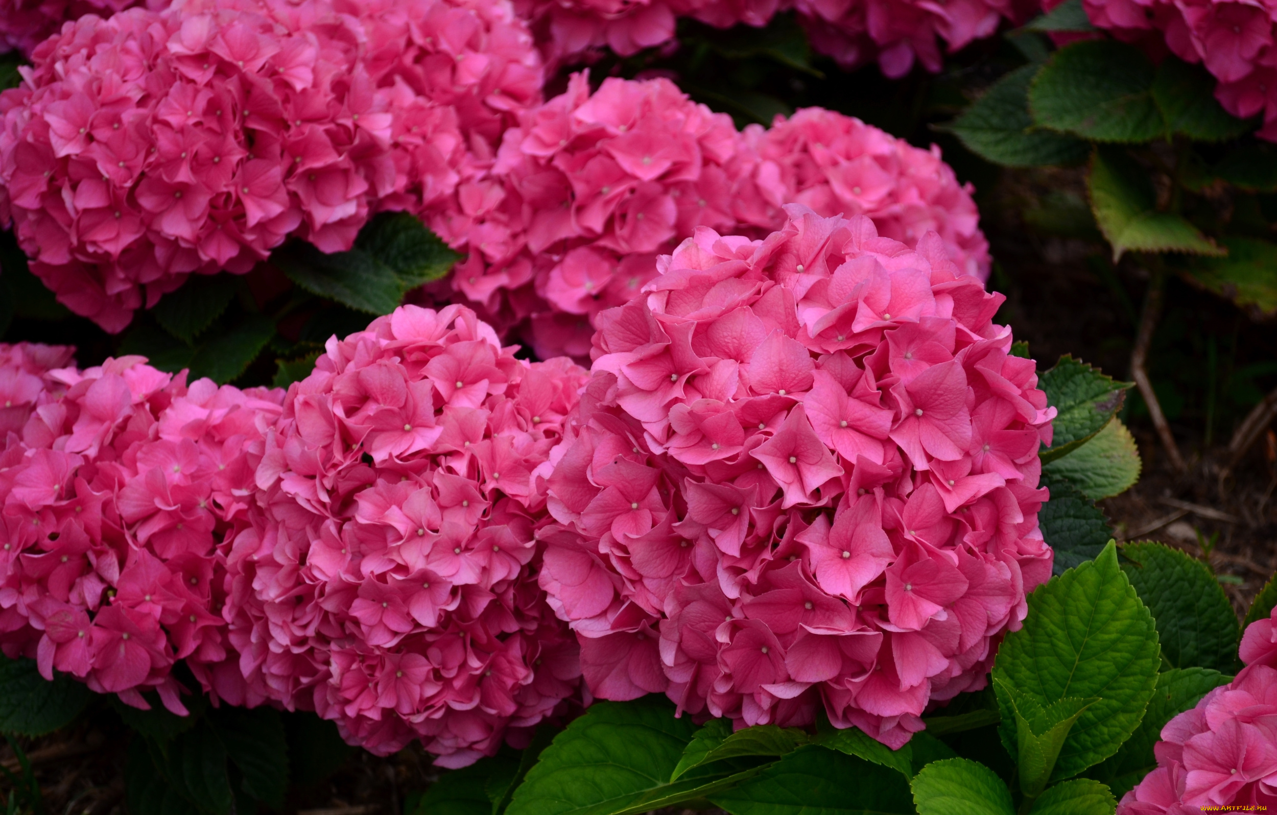 цветы, гортензия, розовая