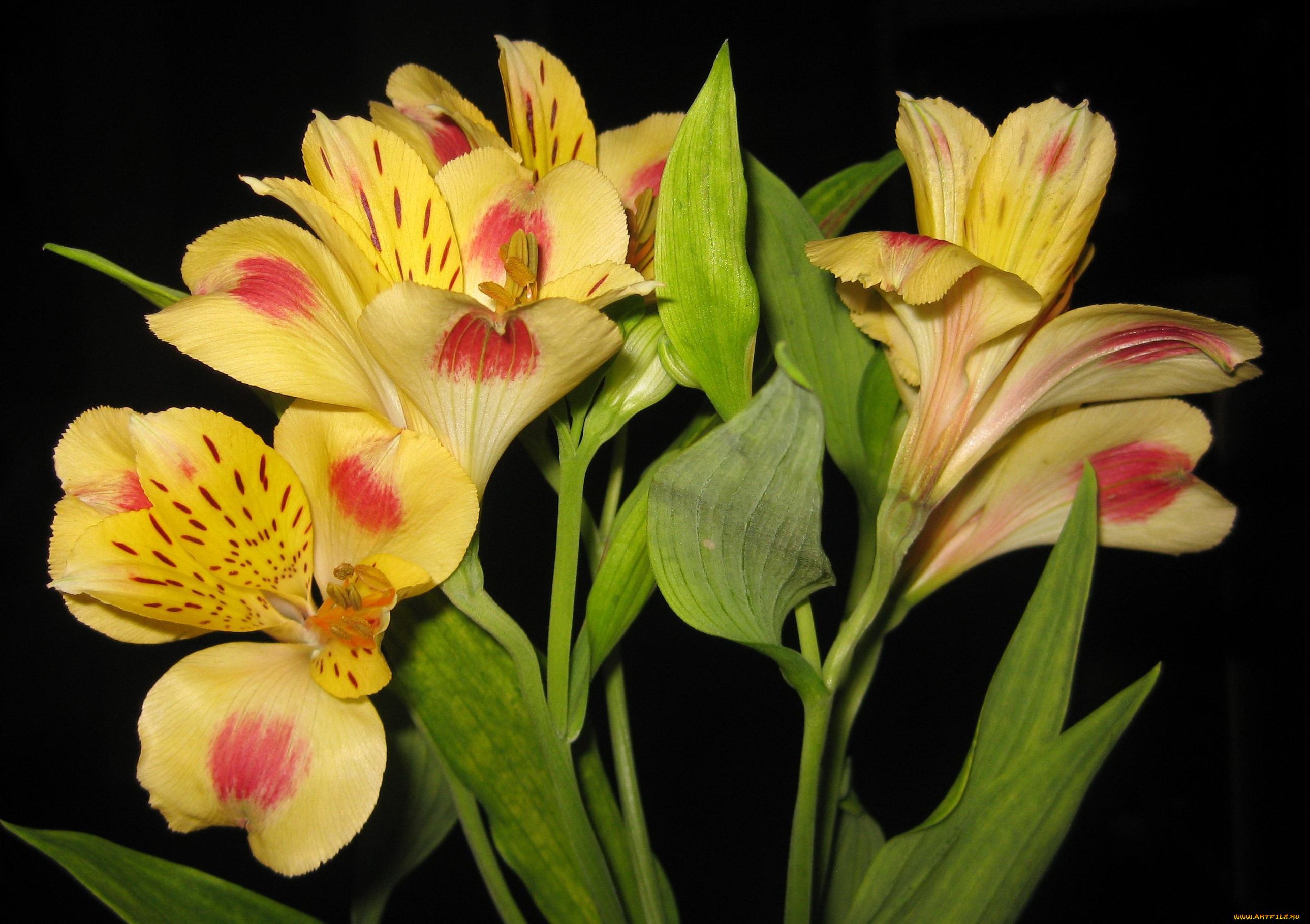 цветы, альстромерия, ветка