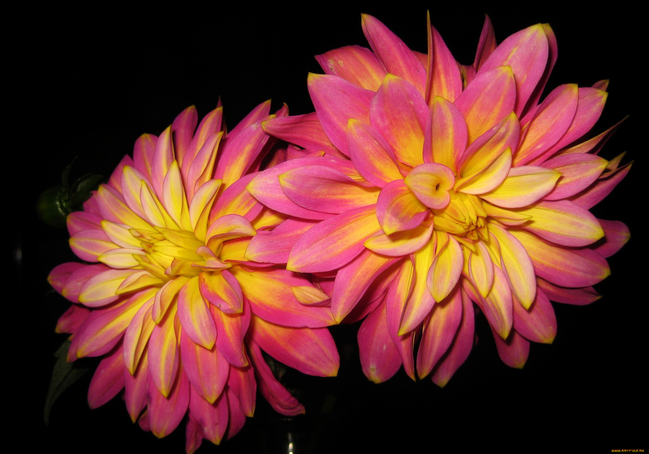 цветы, георгины, розовые