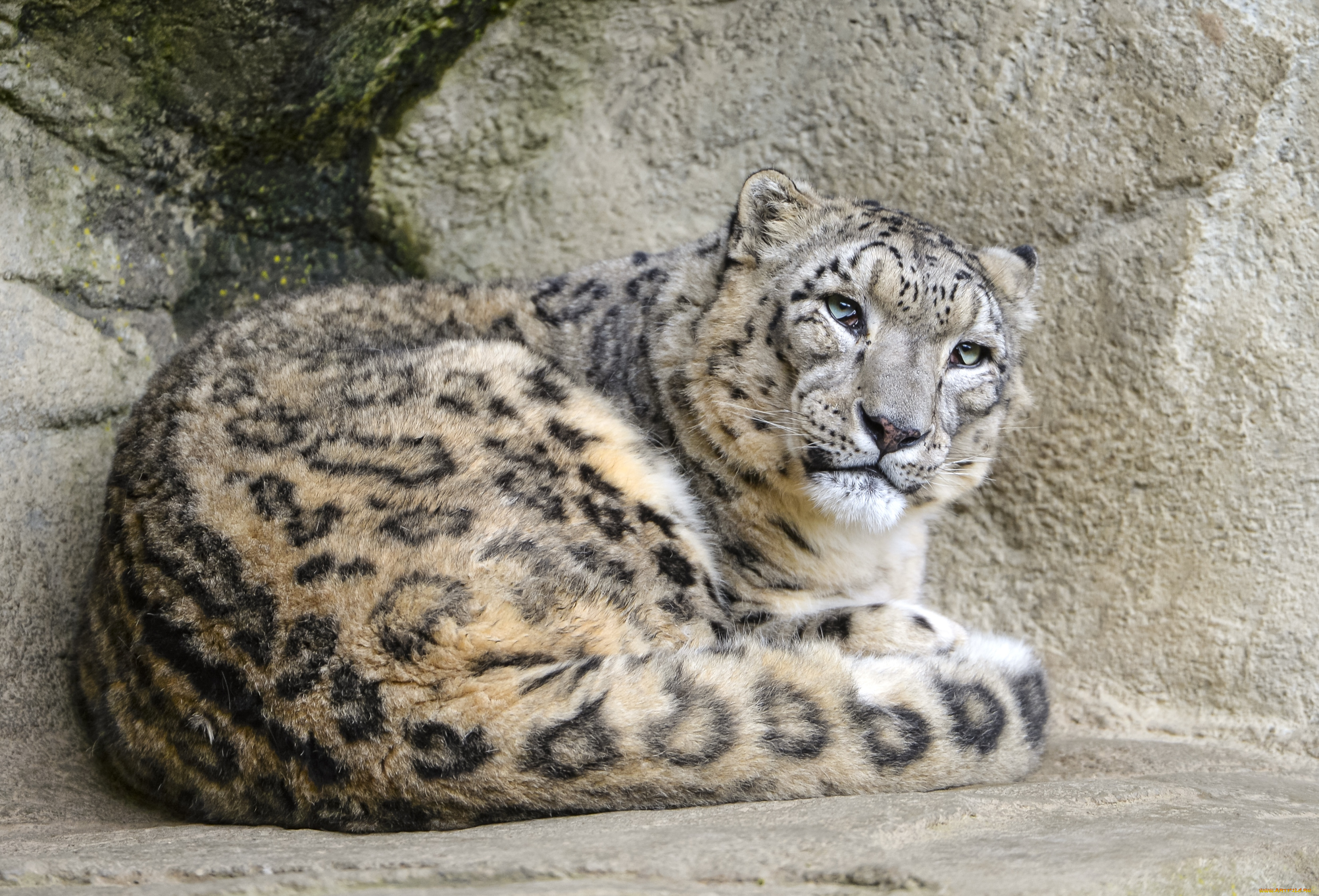 животные, снежный, барс, , ирбис