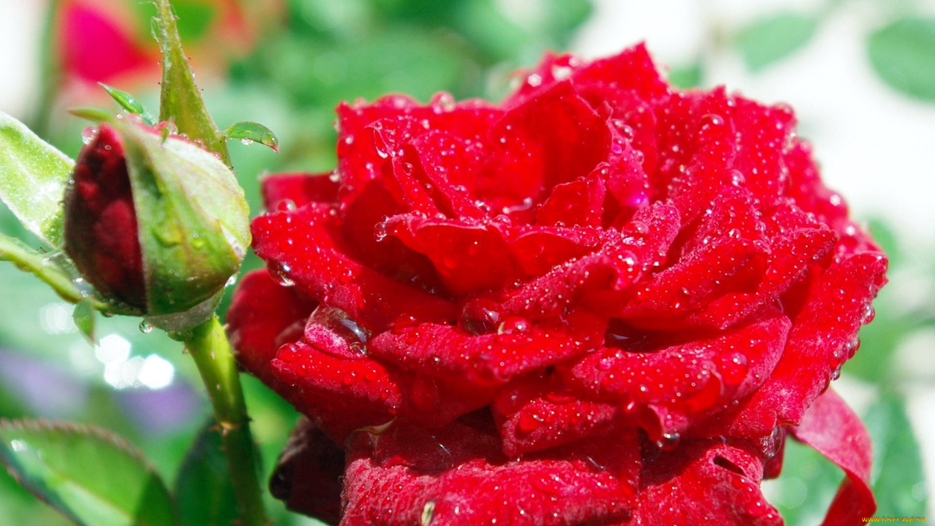 цветы, розы, бутон, розовый, капли
