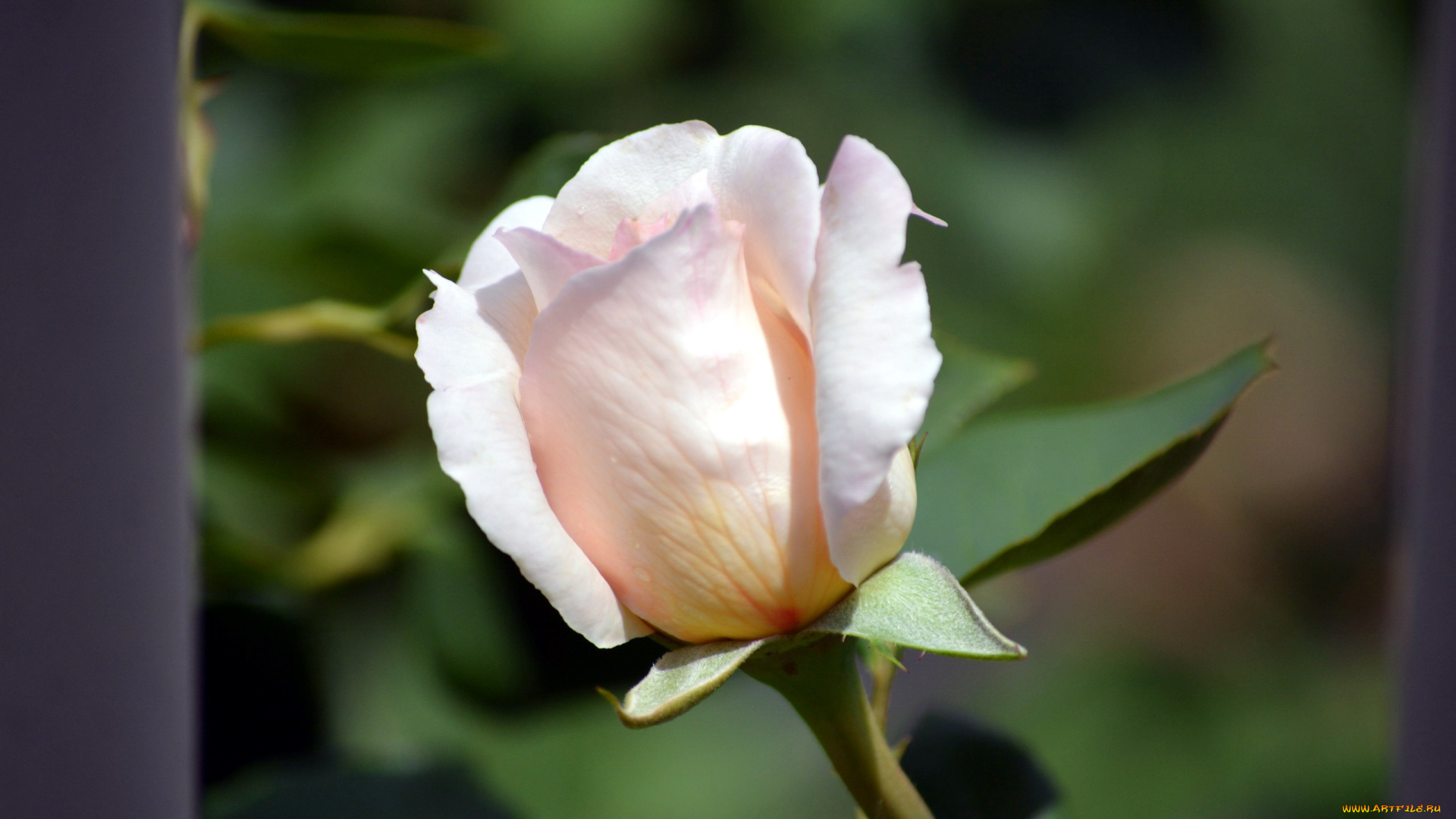 цветы, розы, нежный, бутон