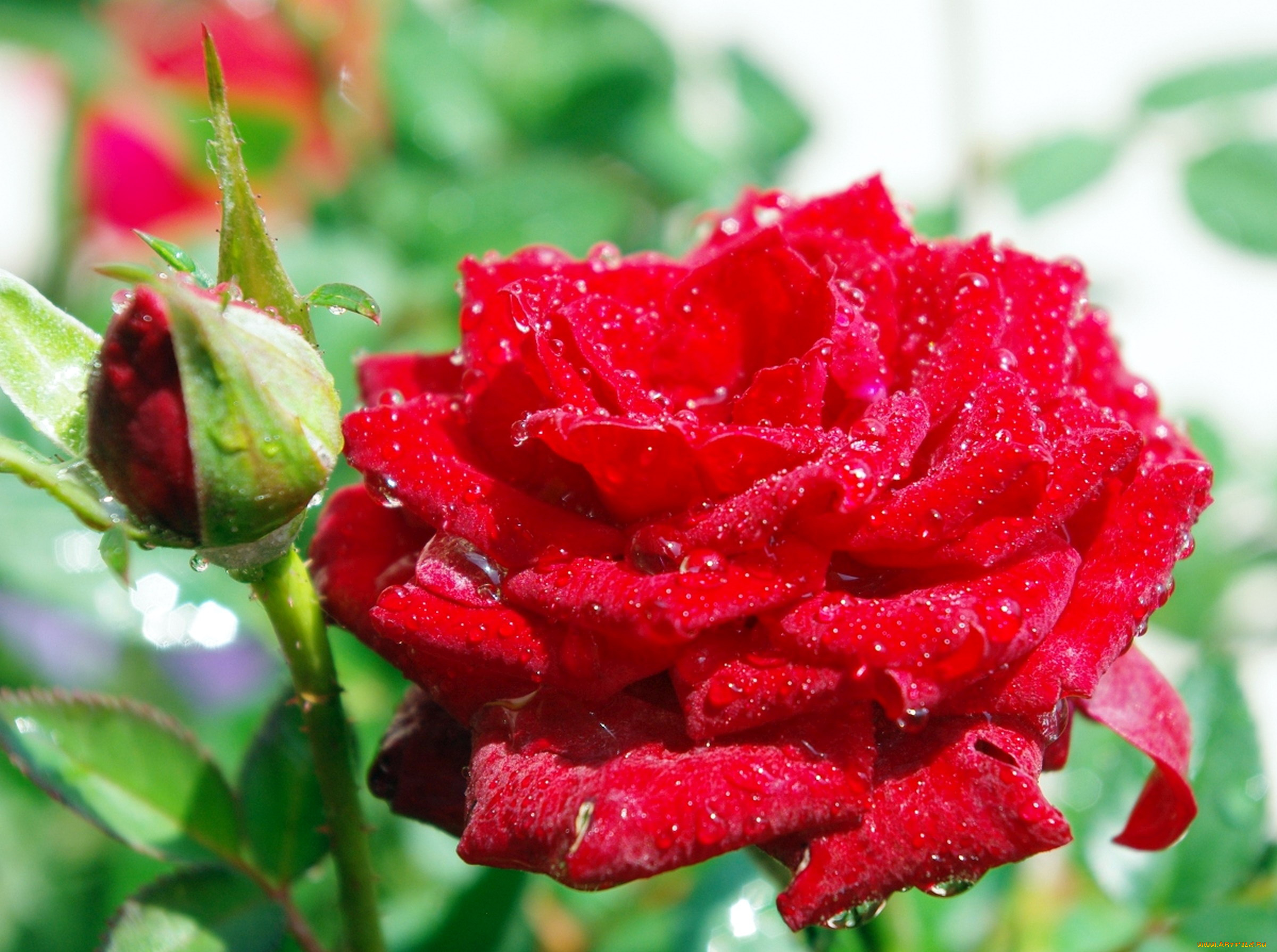 цветы, розы, бутон, розовый, капли