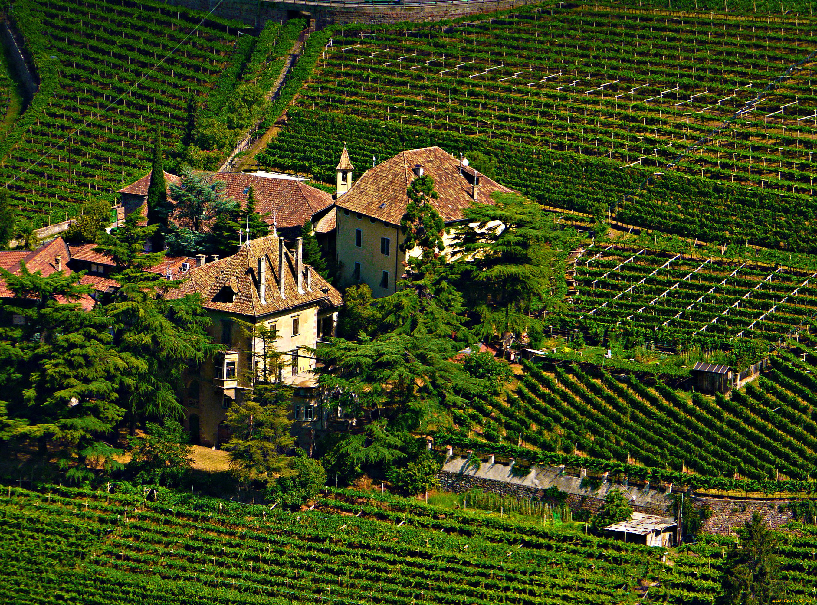 vinery, castle, , bolzano, италия, города, замки, италии, виноградники, bolzano, поля, замок, италия