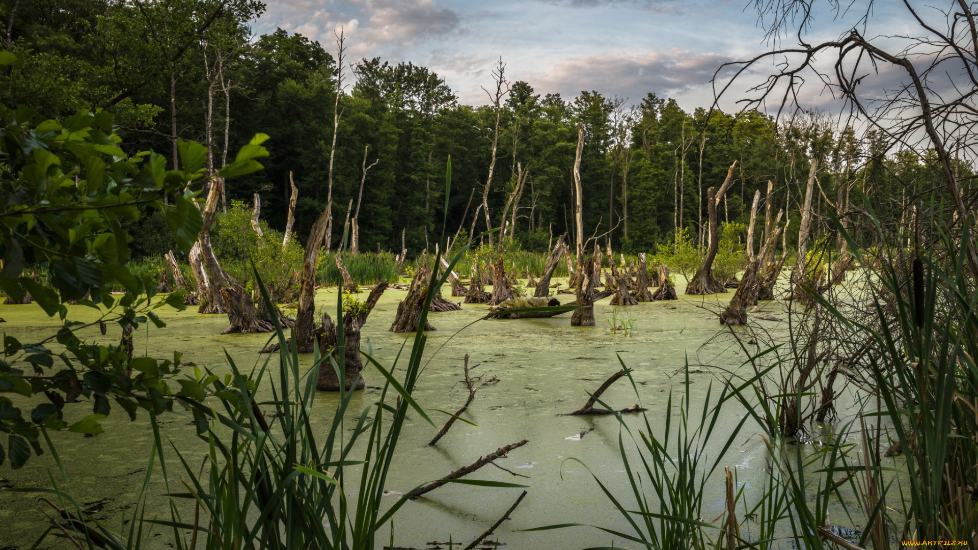 природа, реки, озера, река, лес