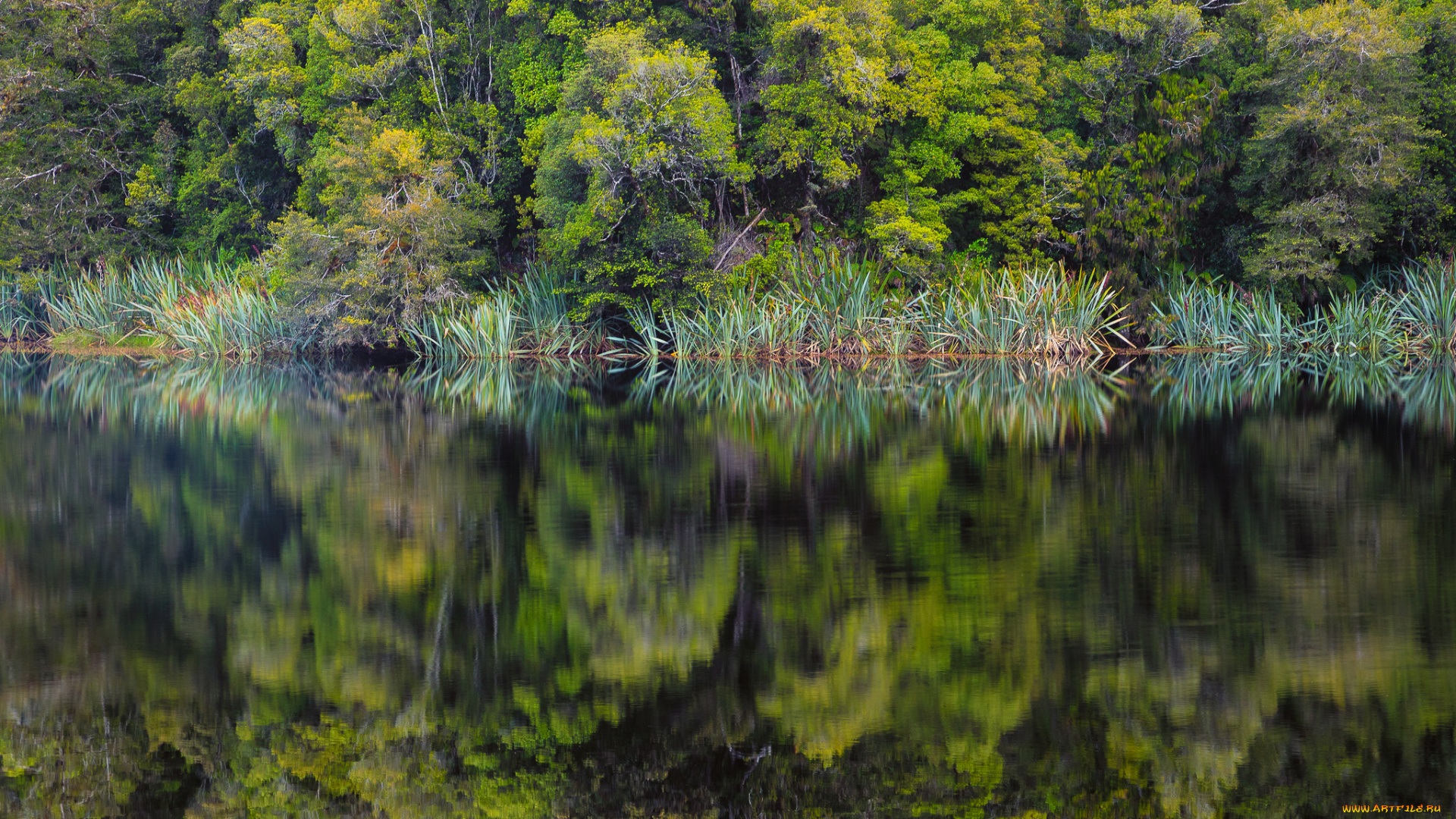 природа, реки, озера, река, лес