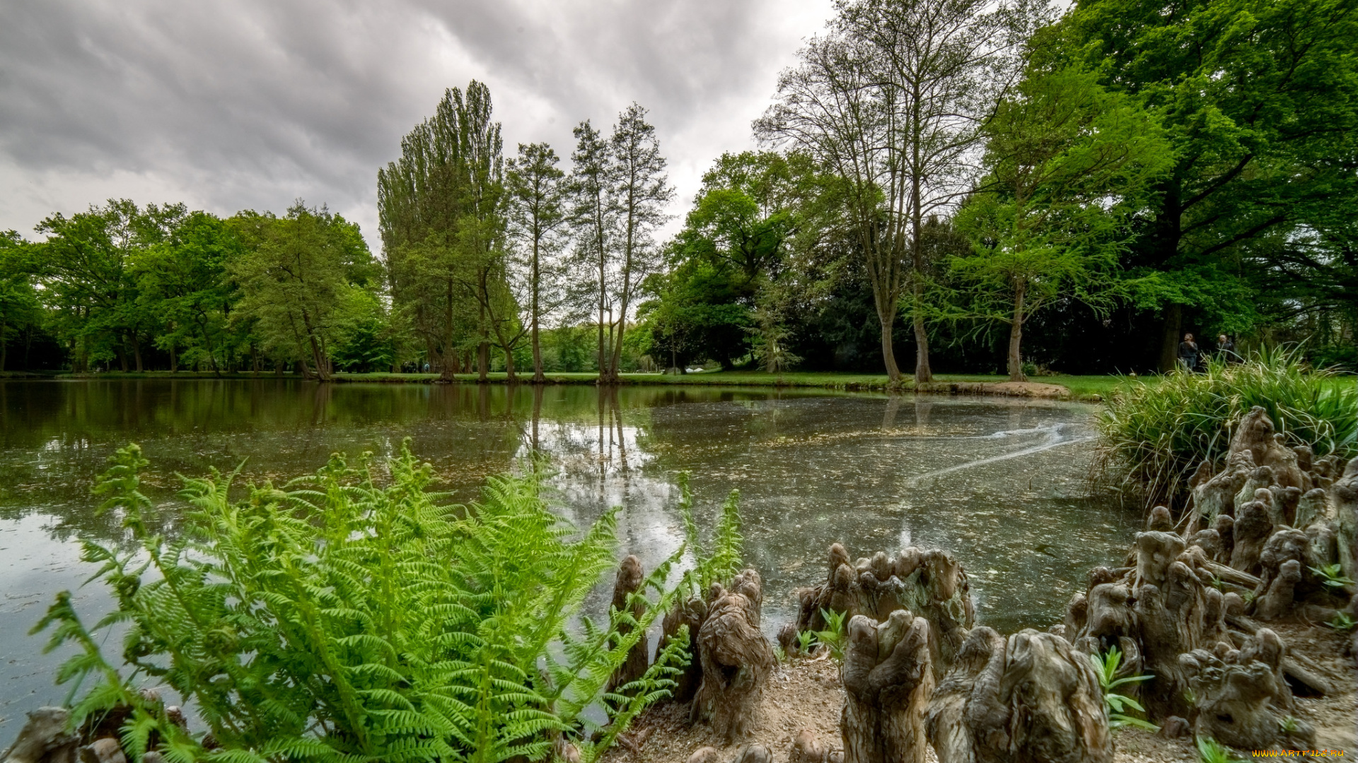 природа, реки, озера, река, лес