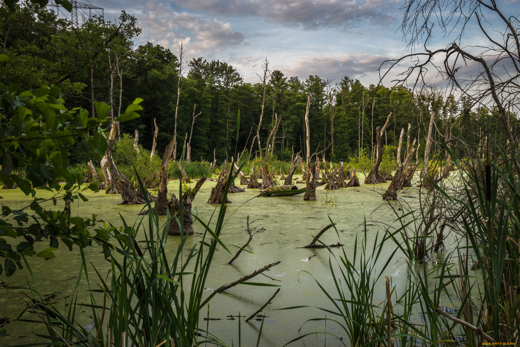 природа, реки, озера, река, лес