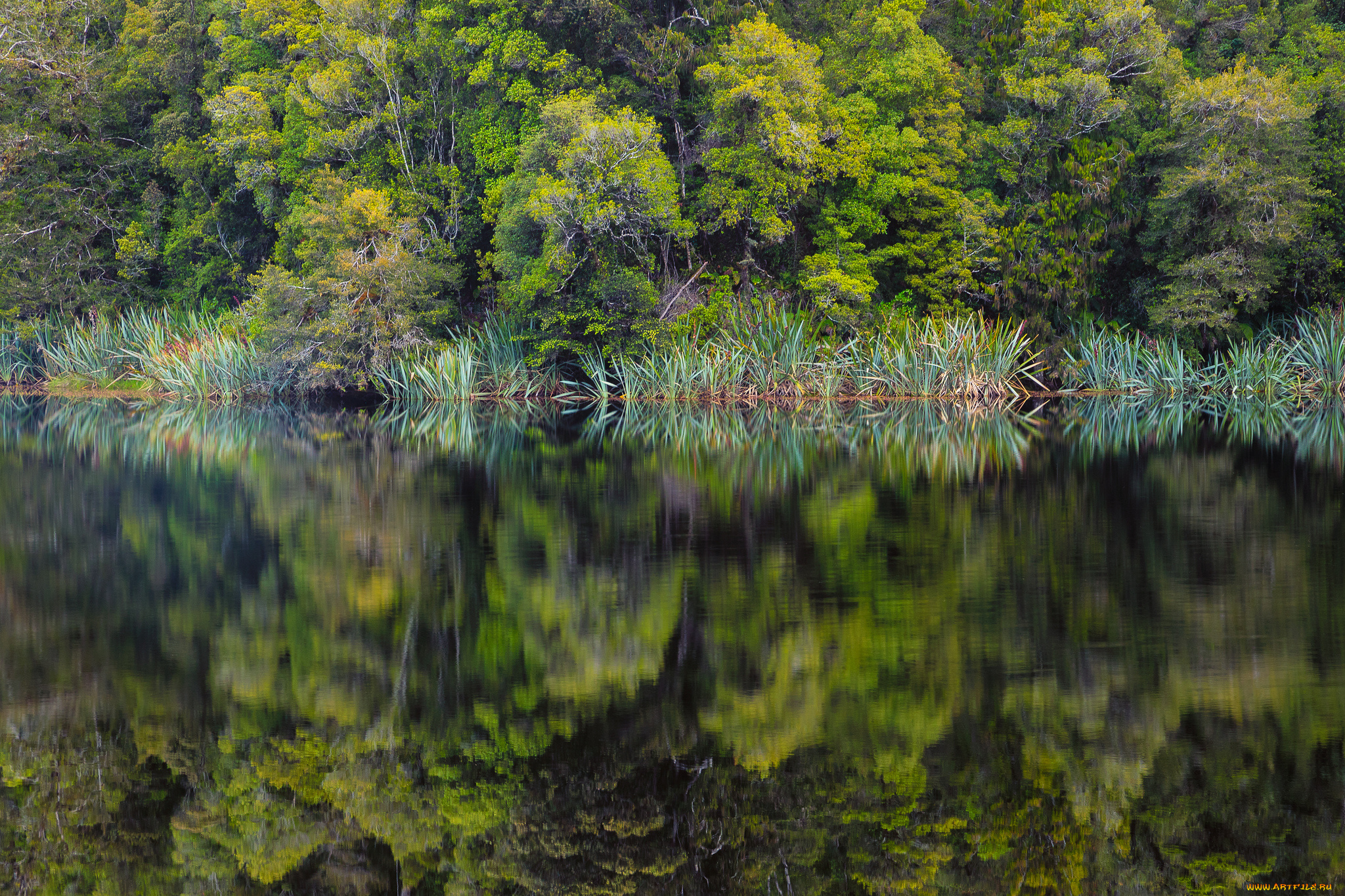 природа, реки, озера, река, лес