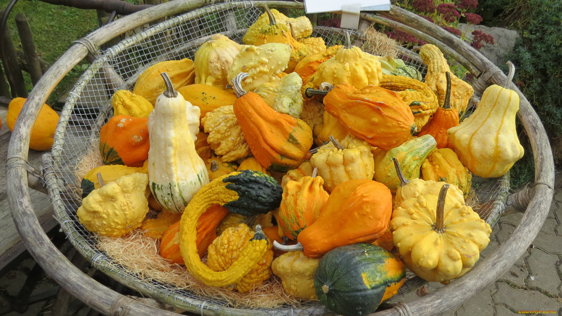 еда, тыква, плоды